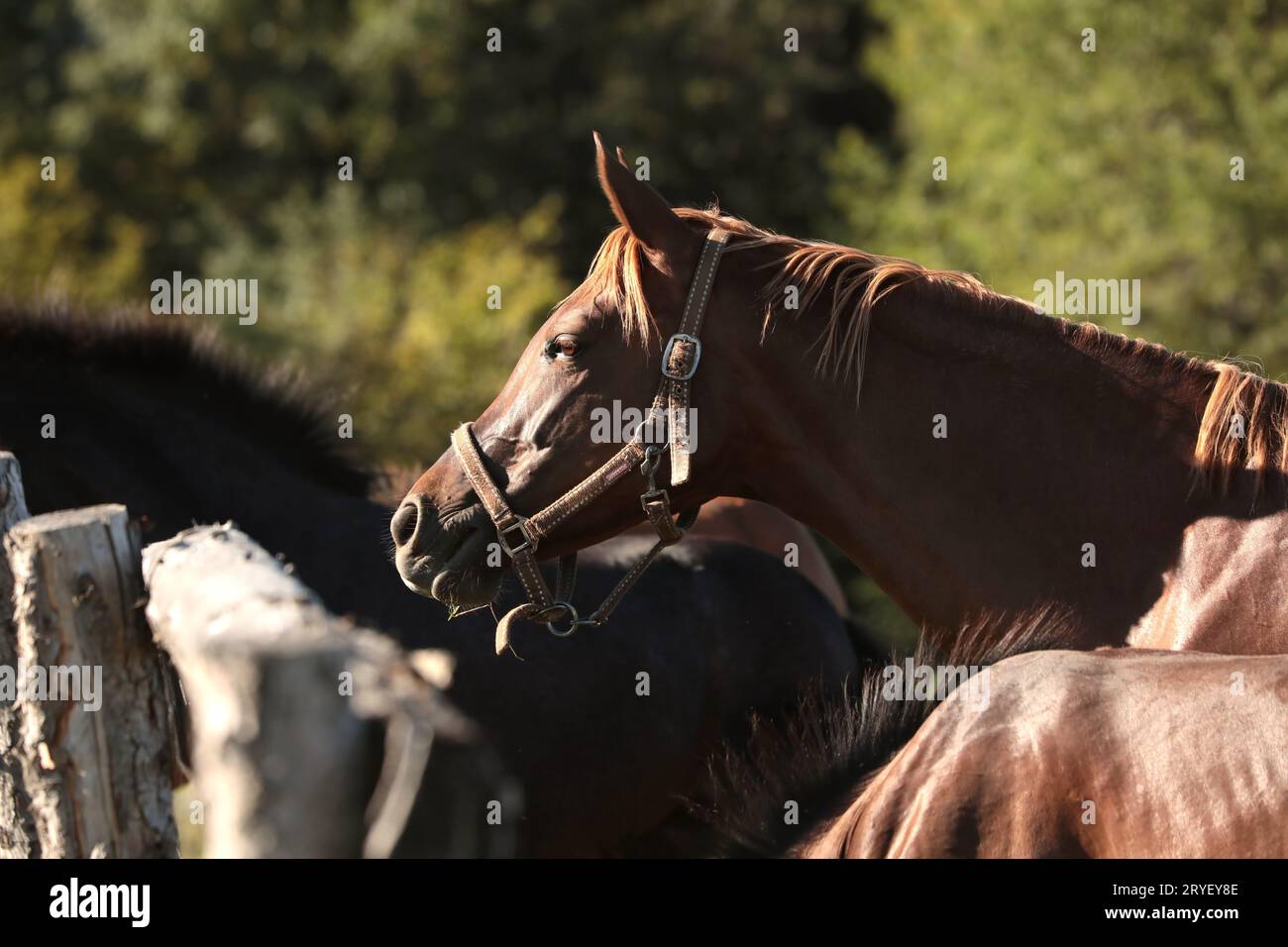 Colt horse pony hi-res stock photography and images - Alamy