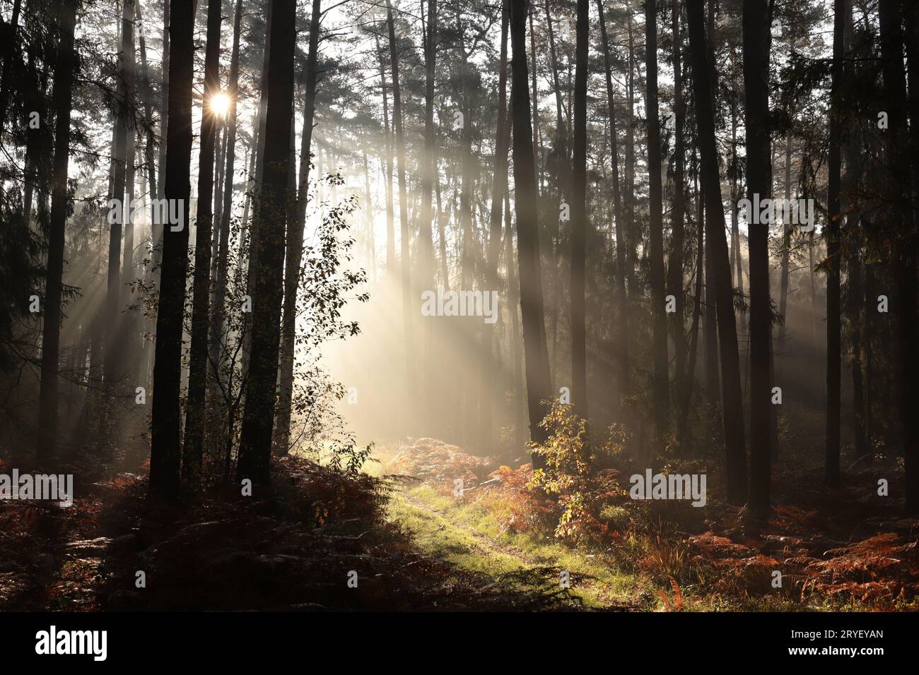 Coniferous forest path pathway hi-res stock photography and images - Alamy