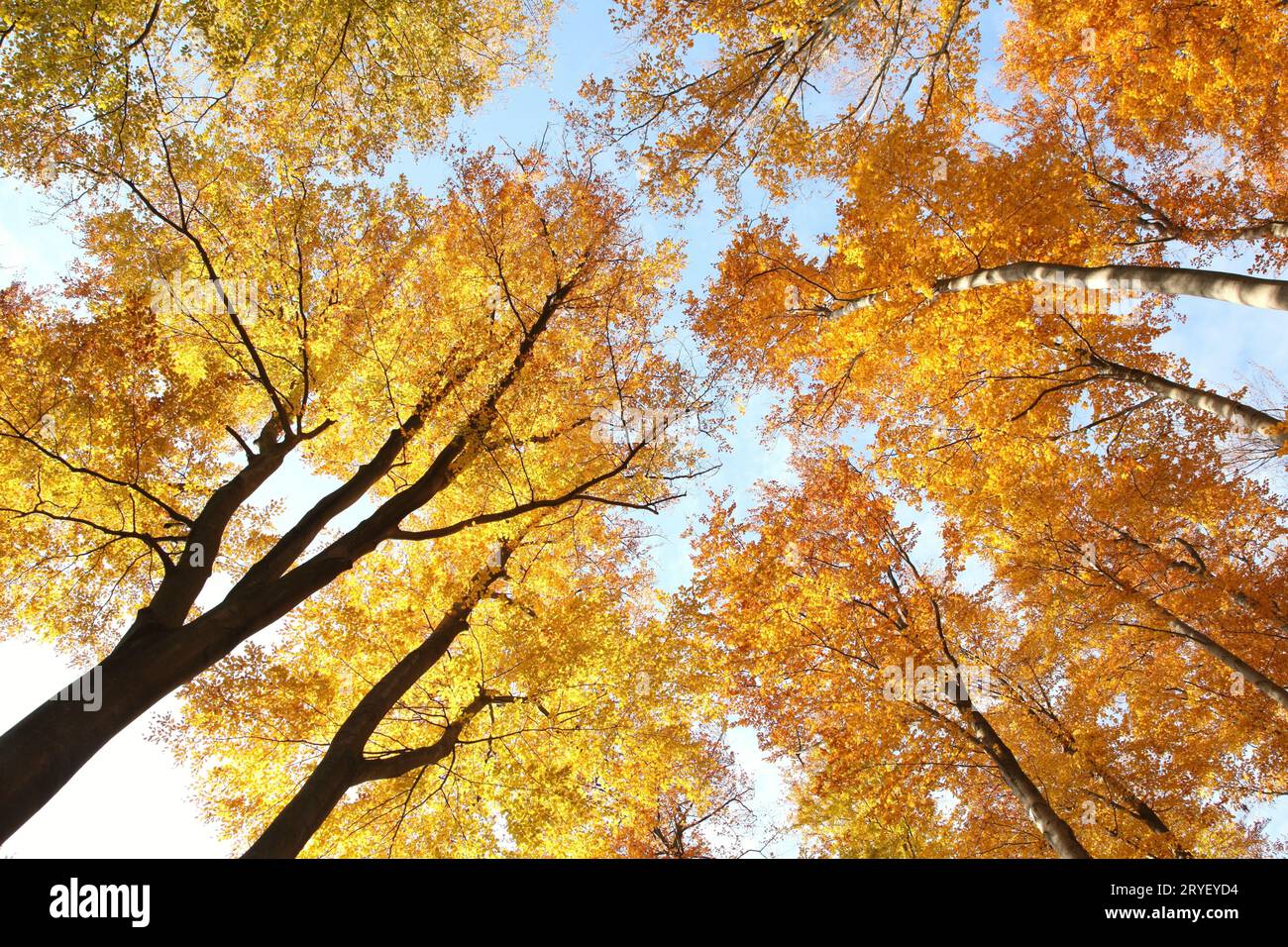 Autumn beech trees Stock Photo