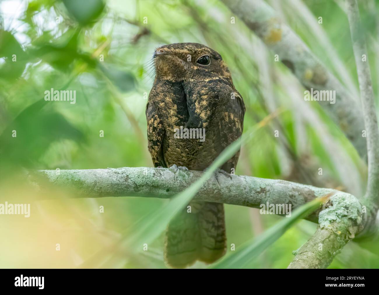 Chuck-wills-widow perched on a branch in the forest. Stock Photo