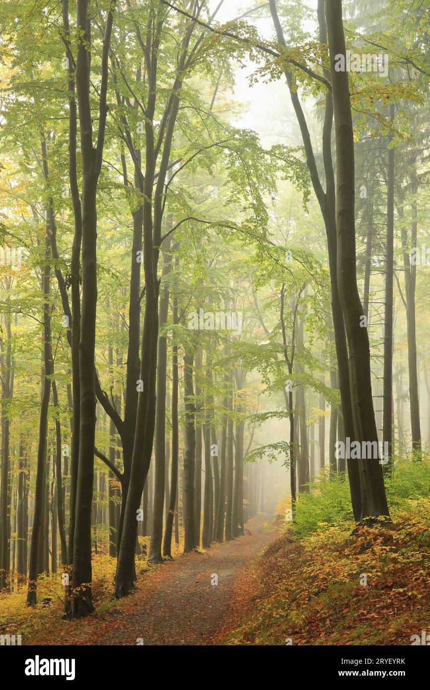 Trail through autumn forest Stock Photo - Alamy