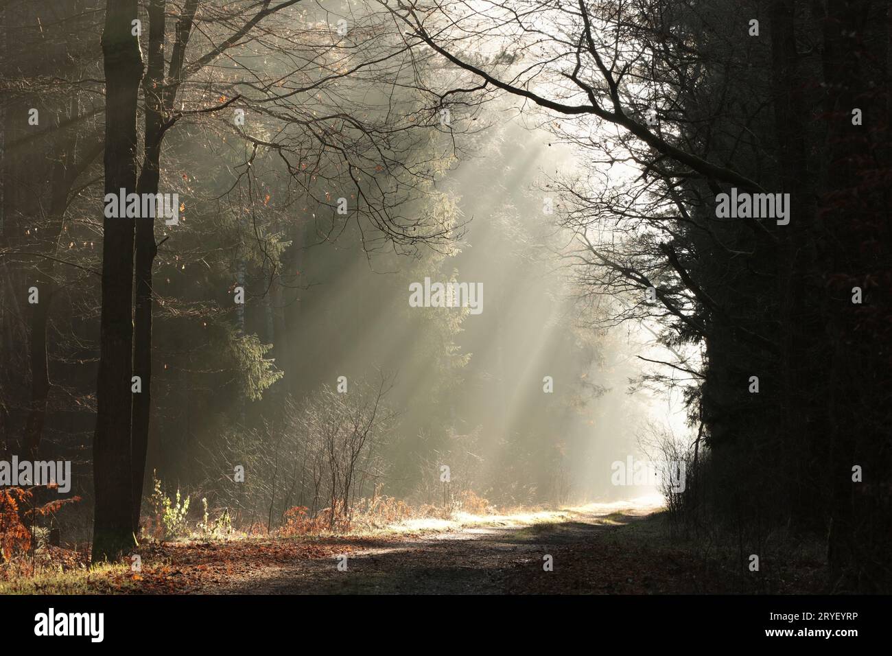 Sunrise in the forest Stock Photo