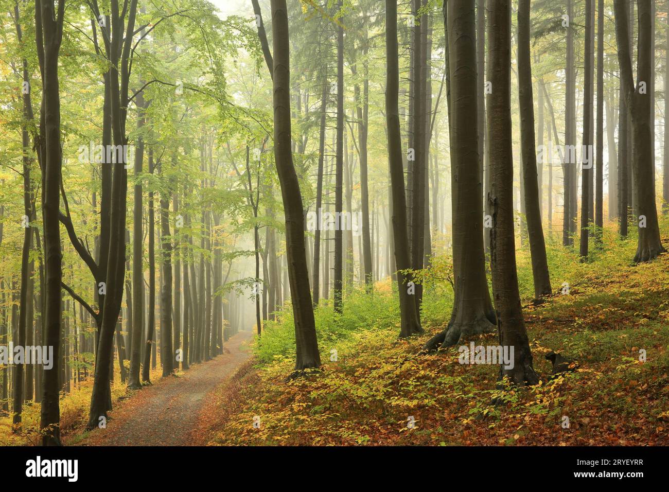 Fantasy tree magical forest hi-res stock photography and images - Alamy