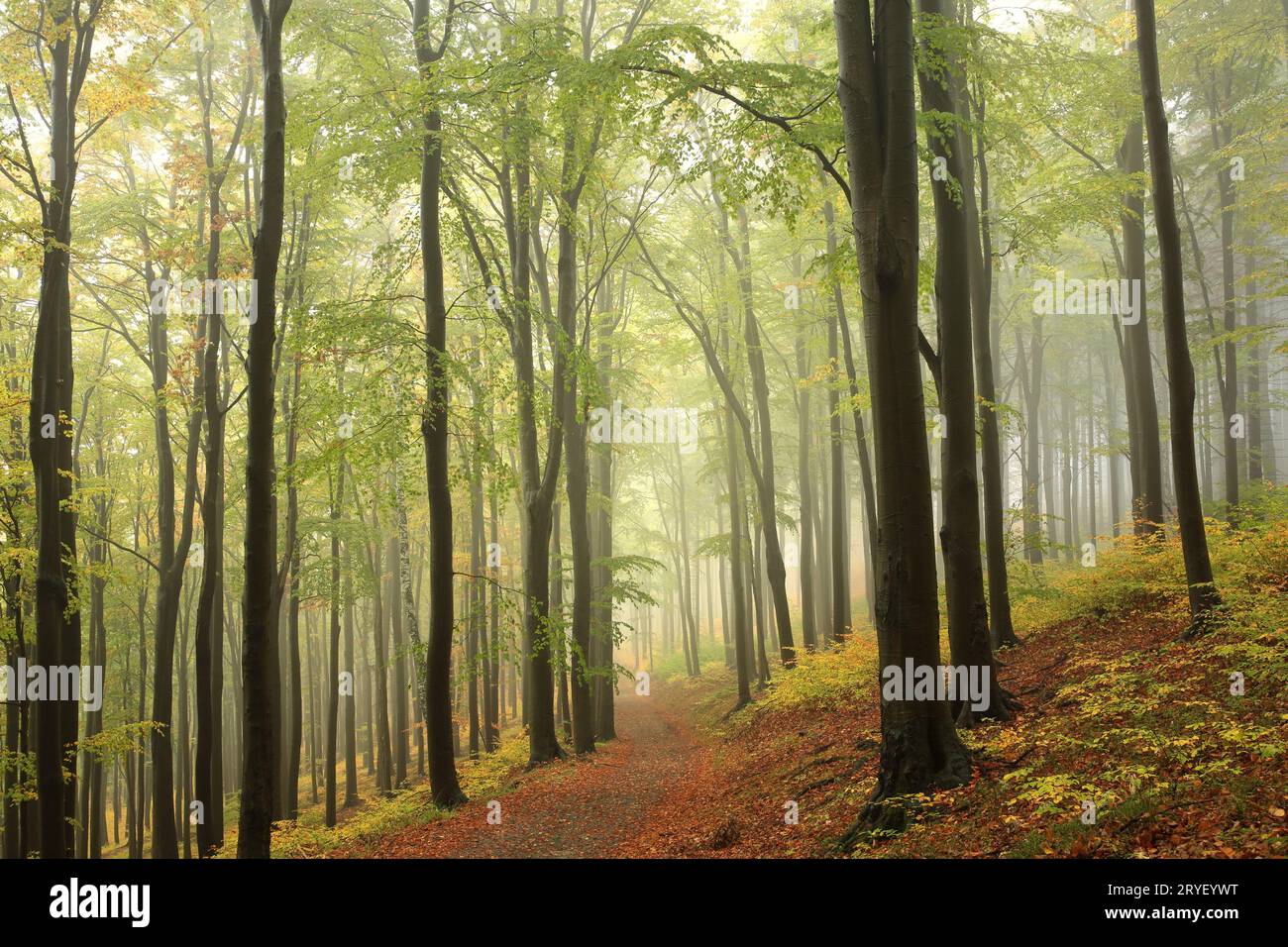 Mystic foggy forest road hi-res stock photography and images - Alamy