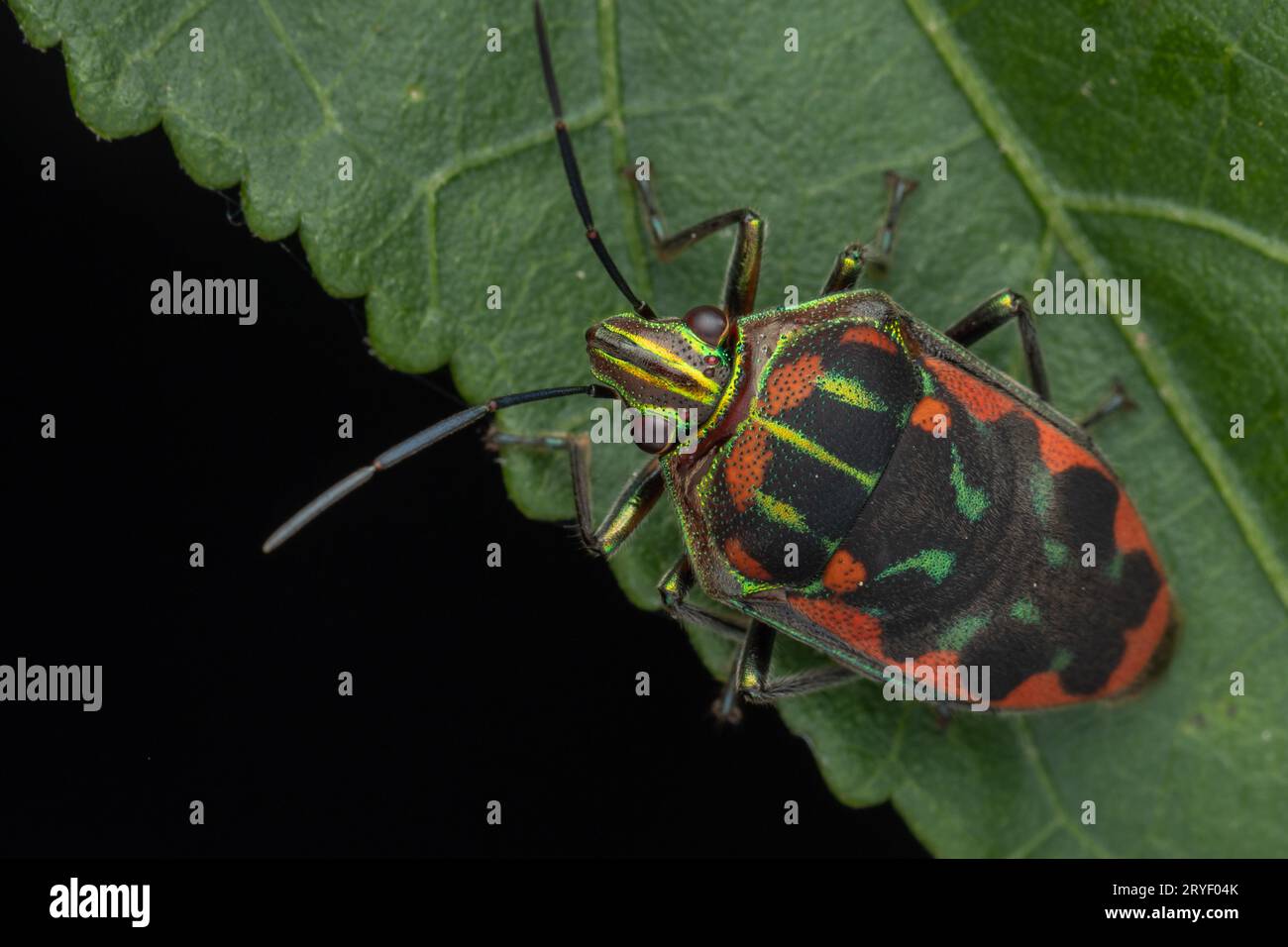 Nature wildlife of beautiful Jewel bug on green leaves Stock Photo