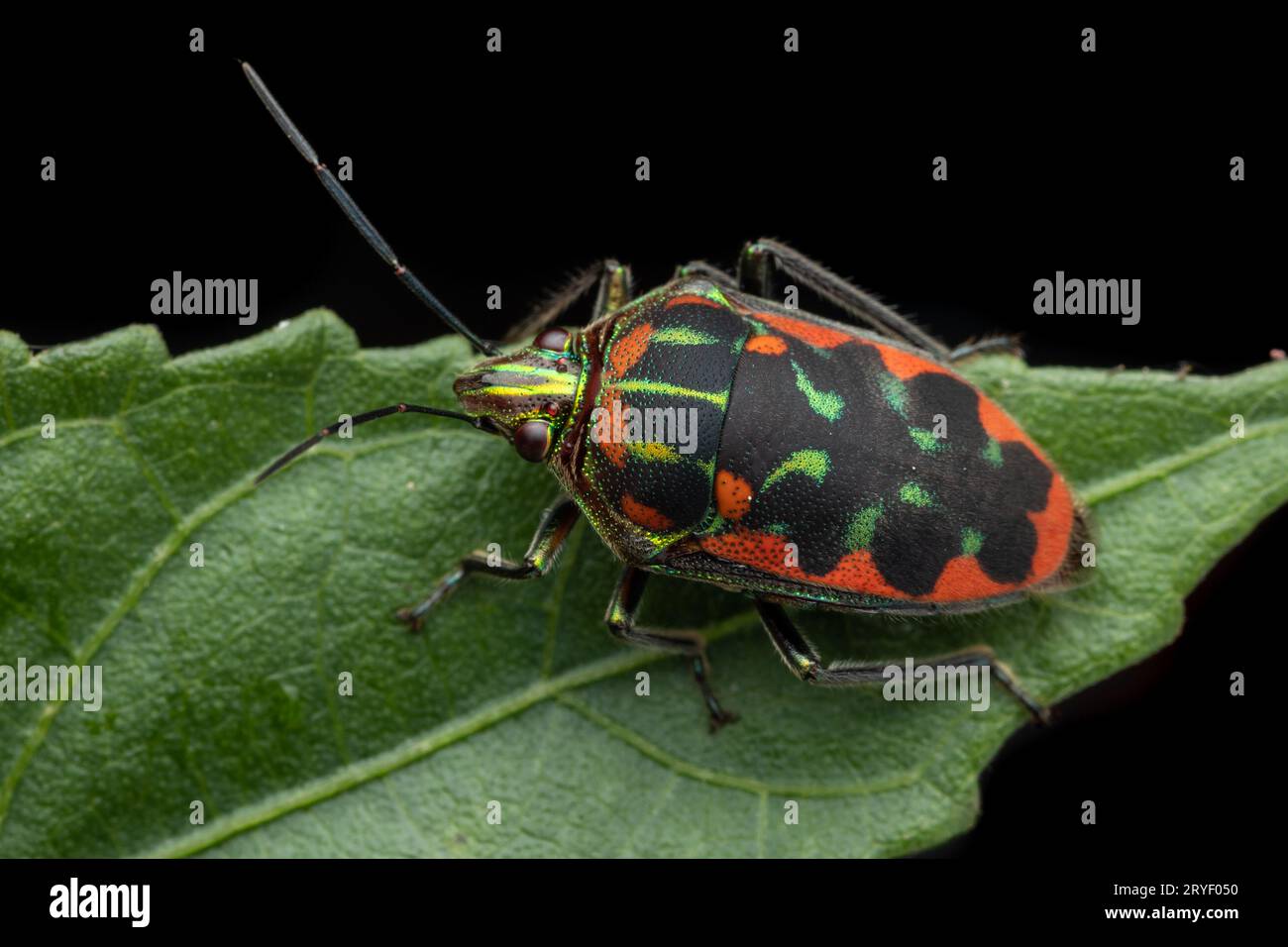 Nature wildlife of beautiful Jewel bug on green leaves Stock Photo