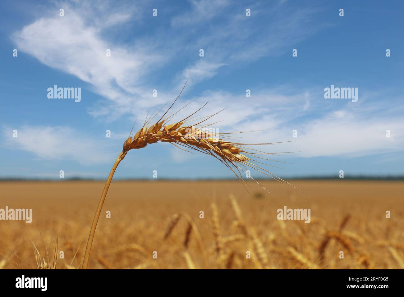 Close up field of wheat under clear blue sky Stock Photo - Alamy