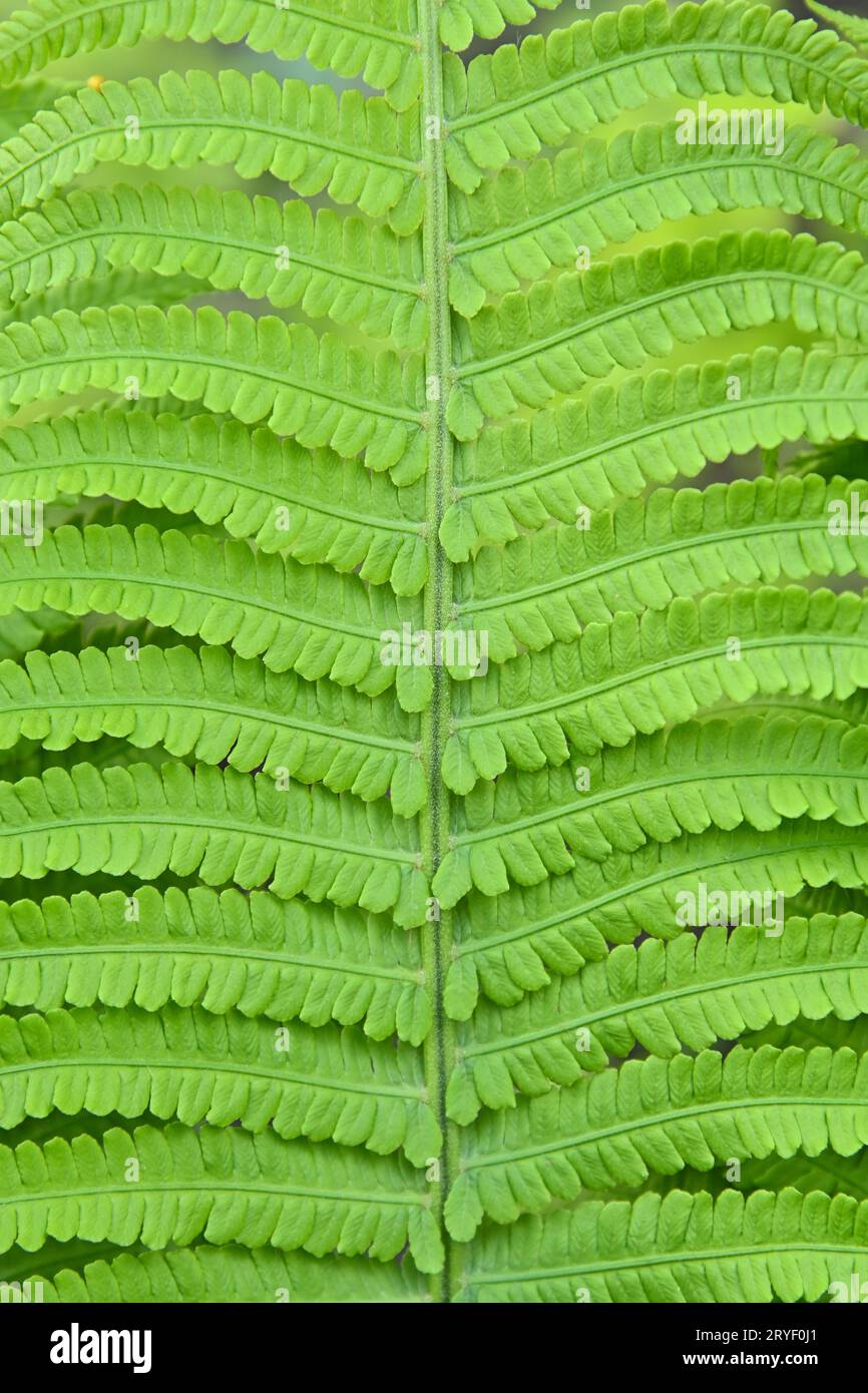 Fern leaves close up hi-res stock photography and images - Alamy