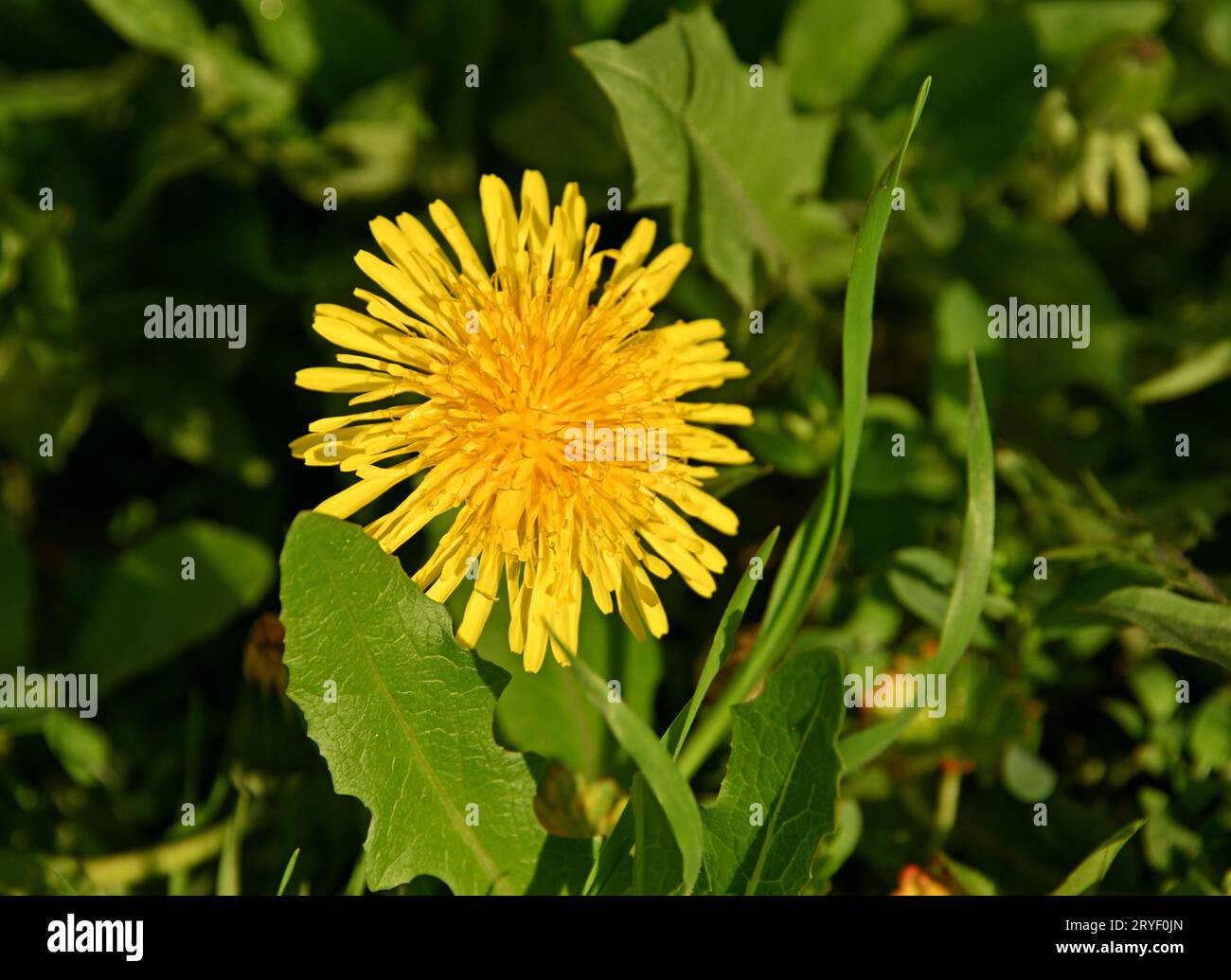 Close up yellow dandelion flower in green grass Stock Photo