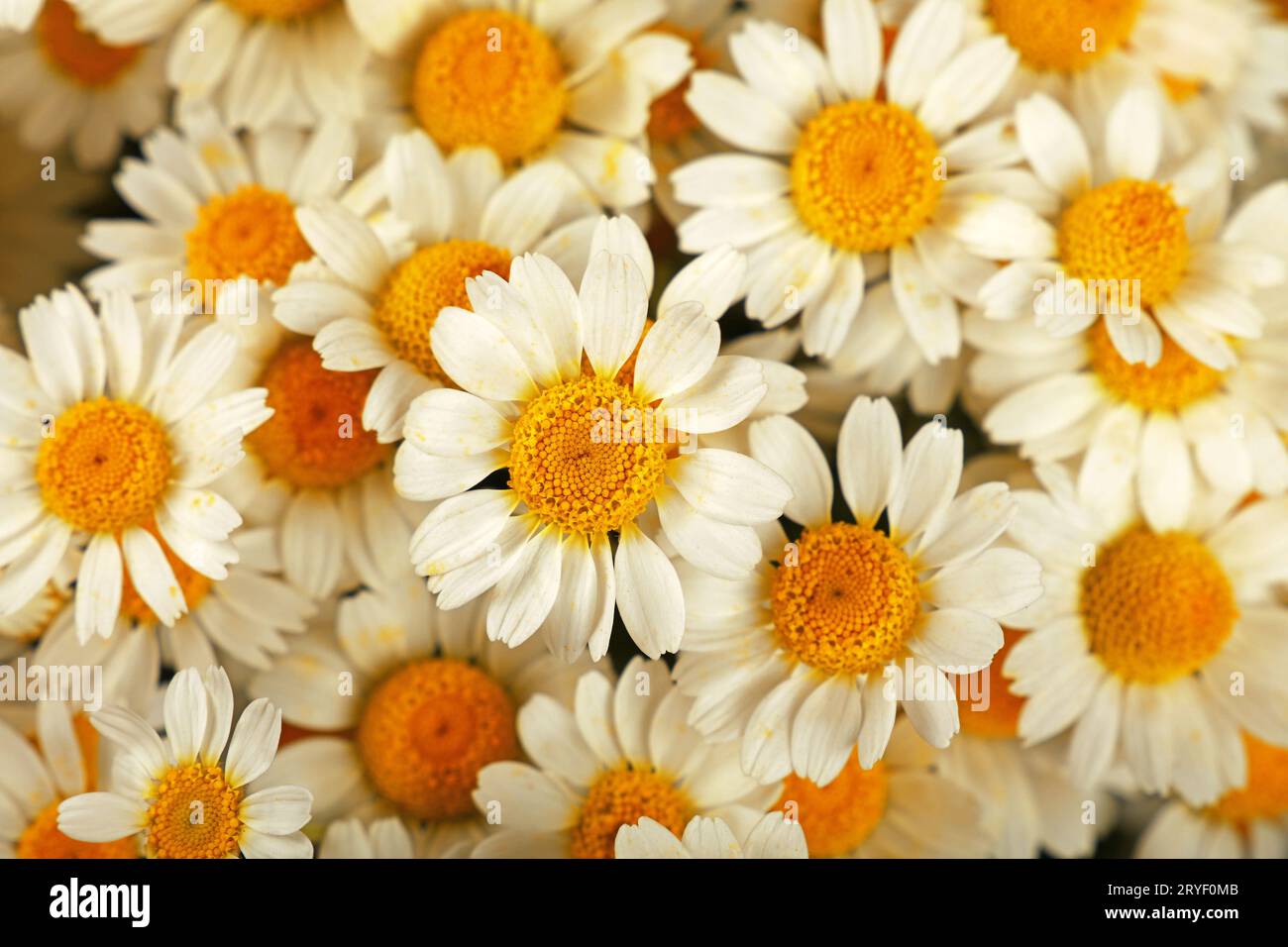 Beautiful summer flowers chamomile hi-res stock photography and images ...