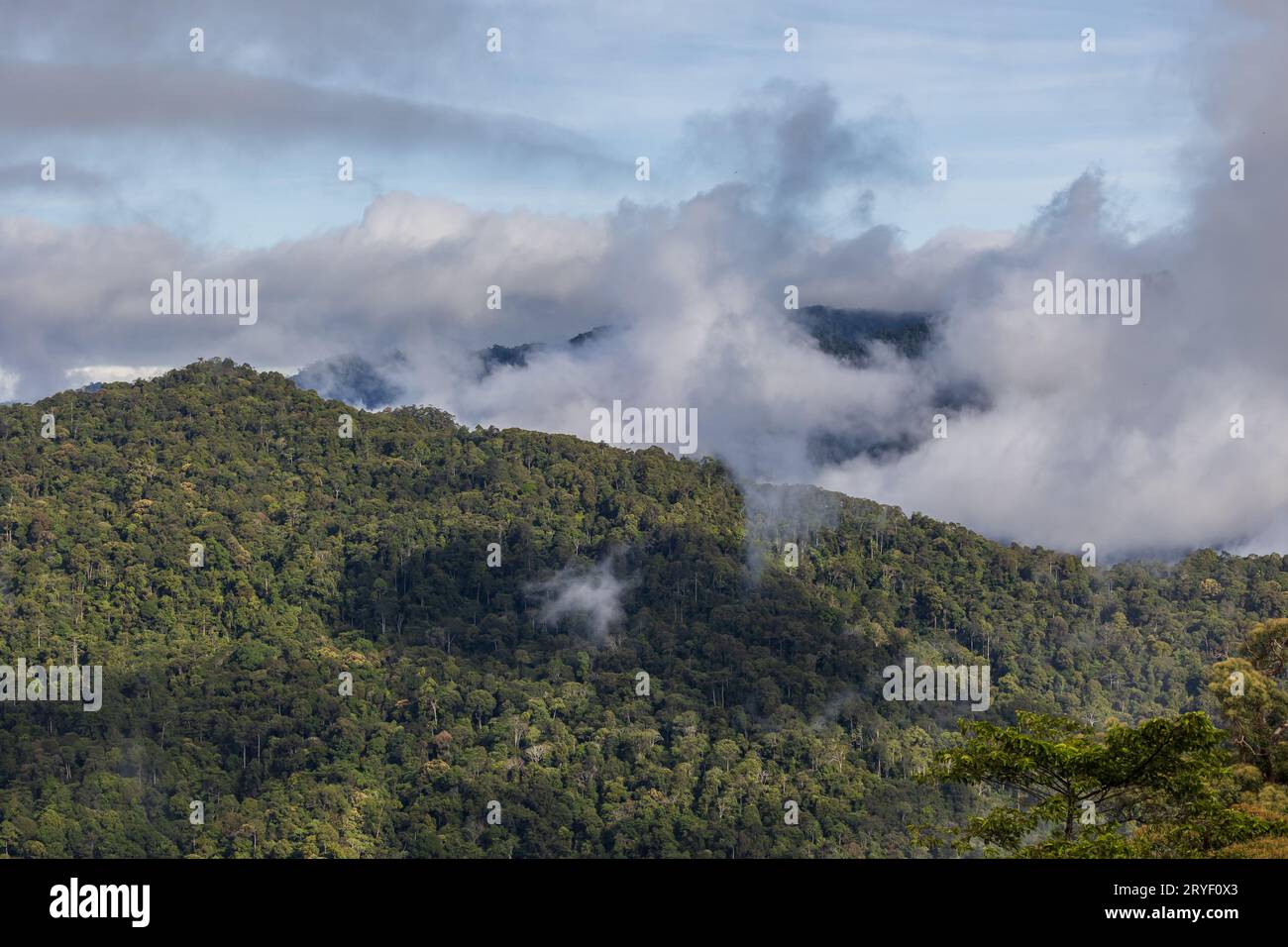 Aerial Drone image of Beautiful deep green rainforest jungle of Sabah, Borneo. Stock Photo