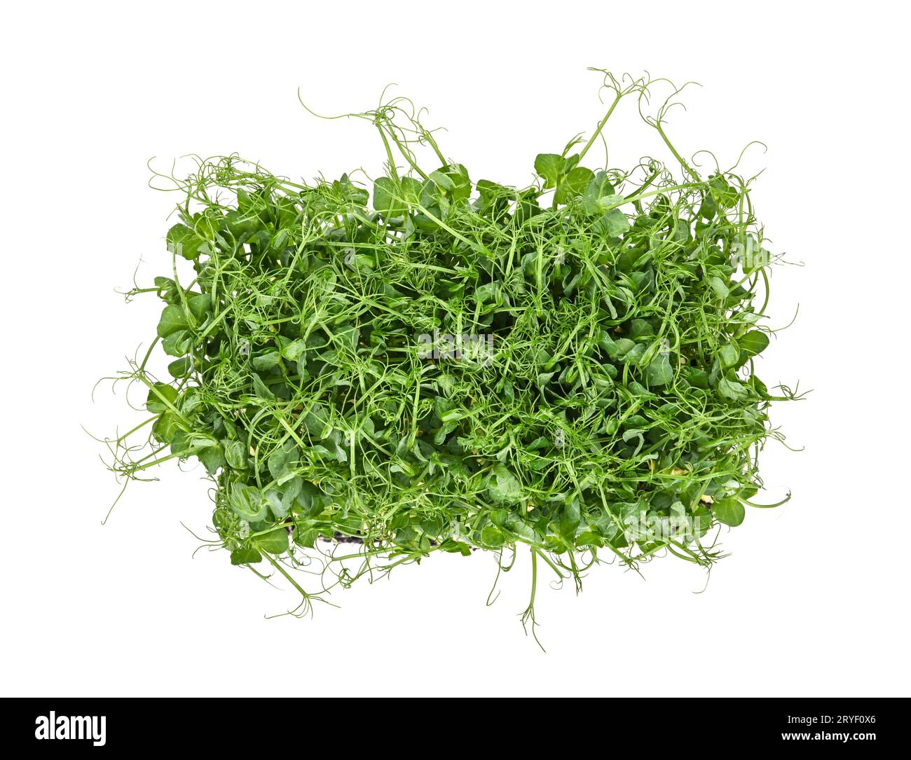 Green peas microgreen isolated on white Stock Photo