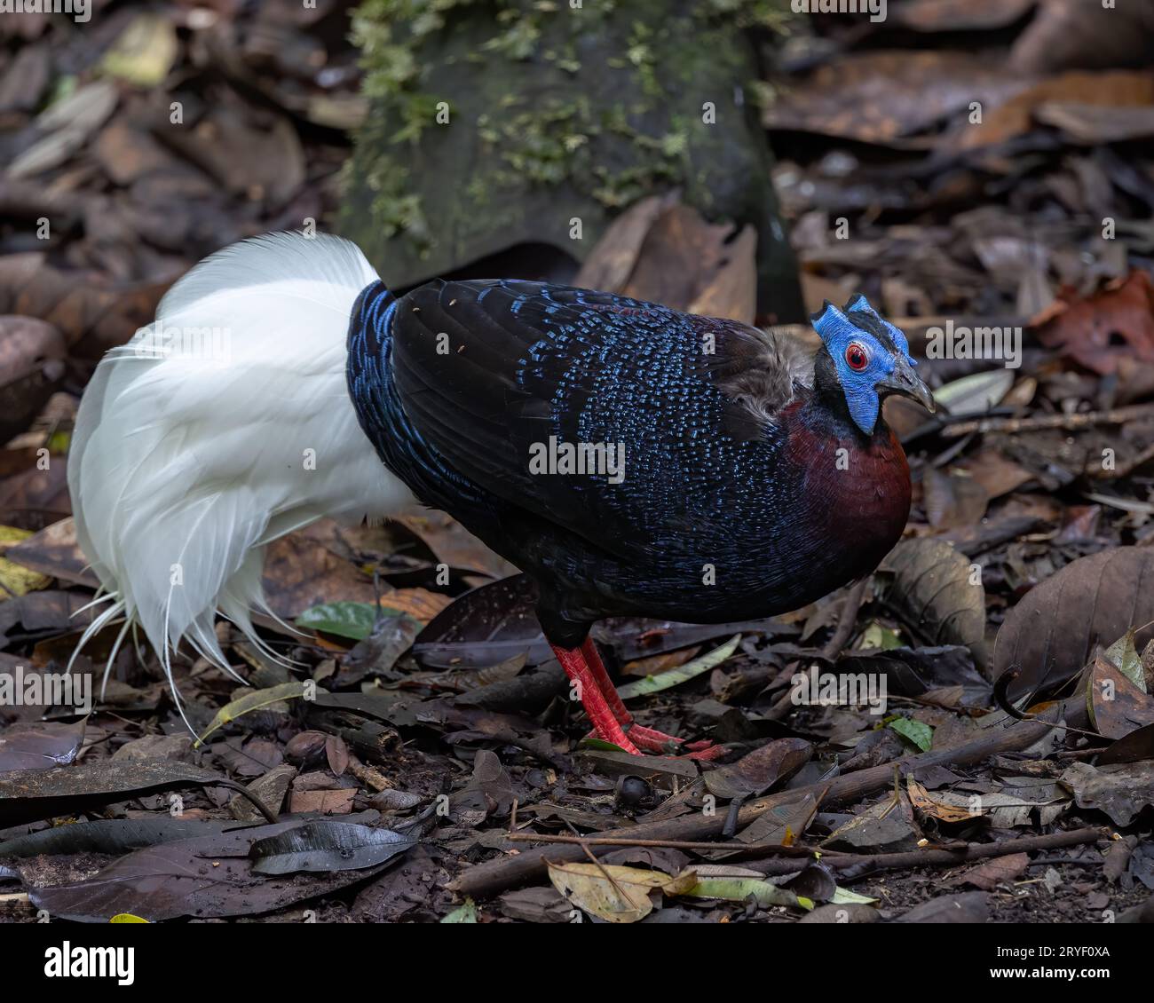 Nature wildlife of Bulwer's Pheasant rare endemic big bird of Sabah ...