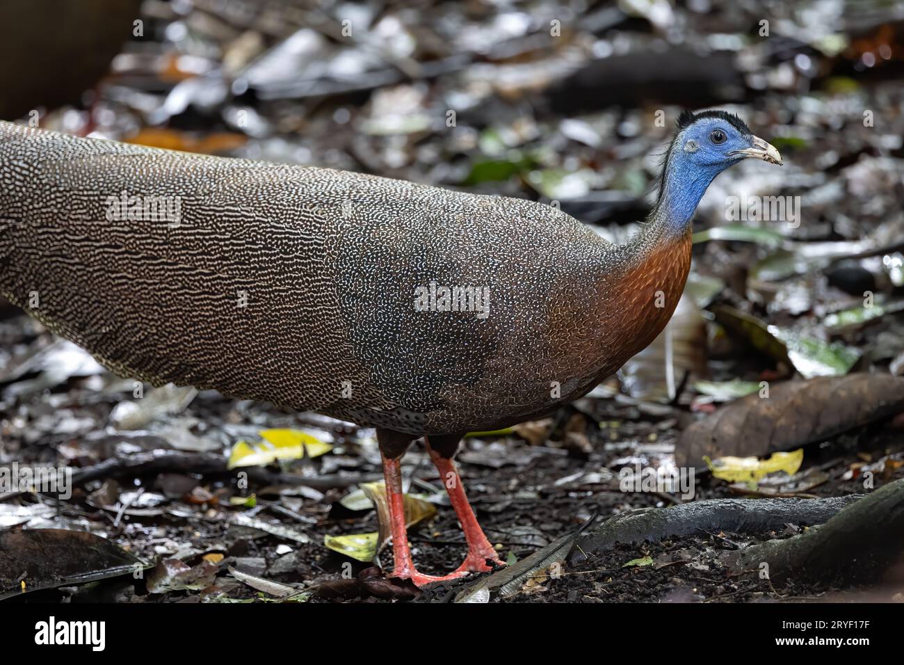 Nature wildlife image of The Great Argus in the deep jungle in Sabah, Borneo Stock Photo