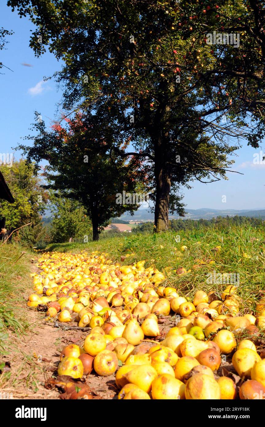 Cider plant hires stock photography and images Alamy