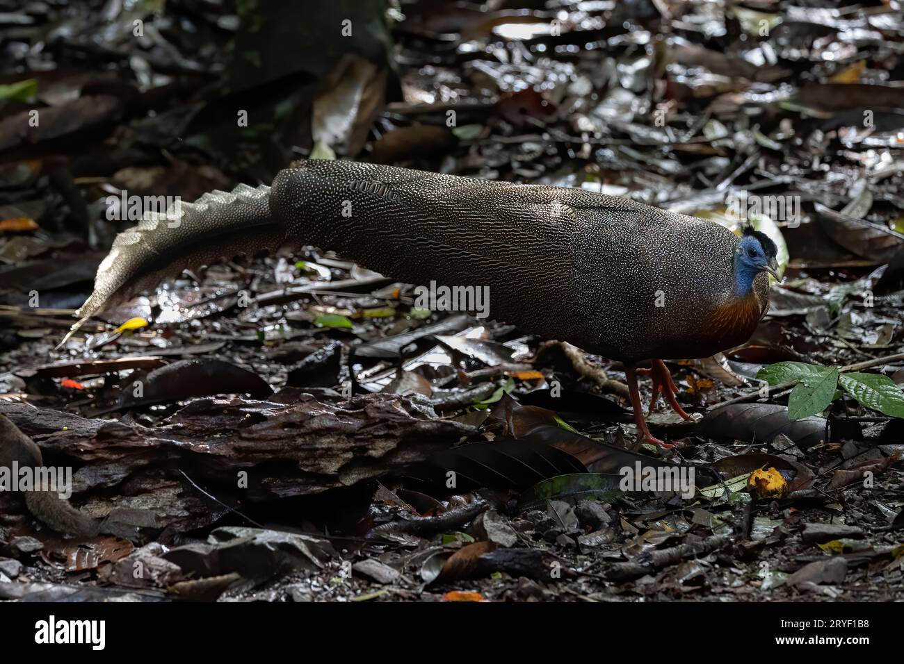Nature wildlife image of The Great Argus in the deep jungle in Sabah, Borneo Stock Photo