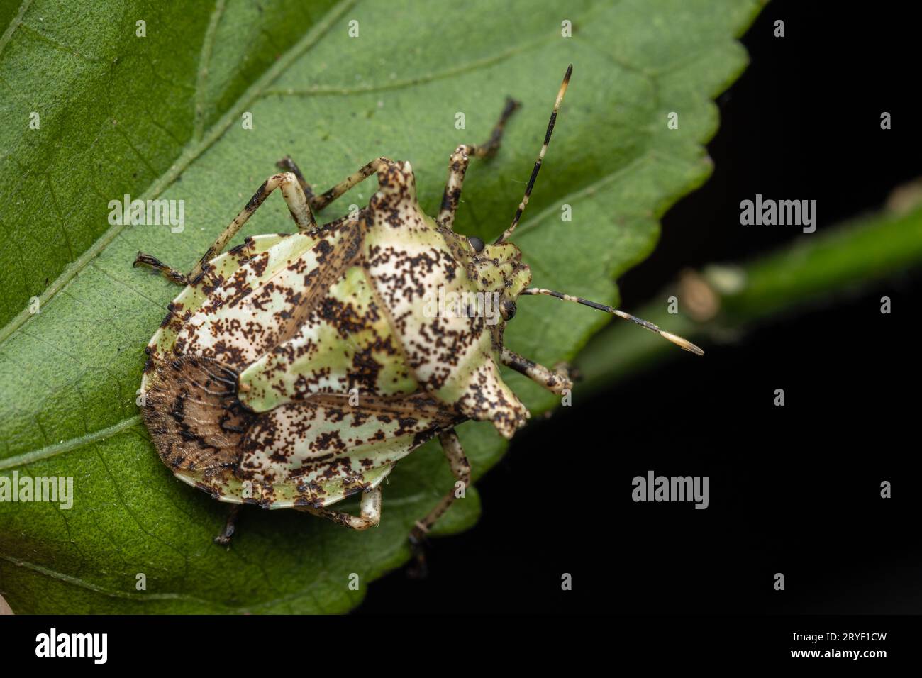 Nature wildlife of beautiful Jewel bug on green leaves Stock Photo