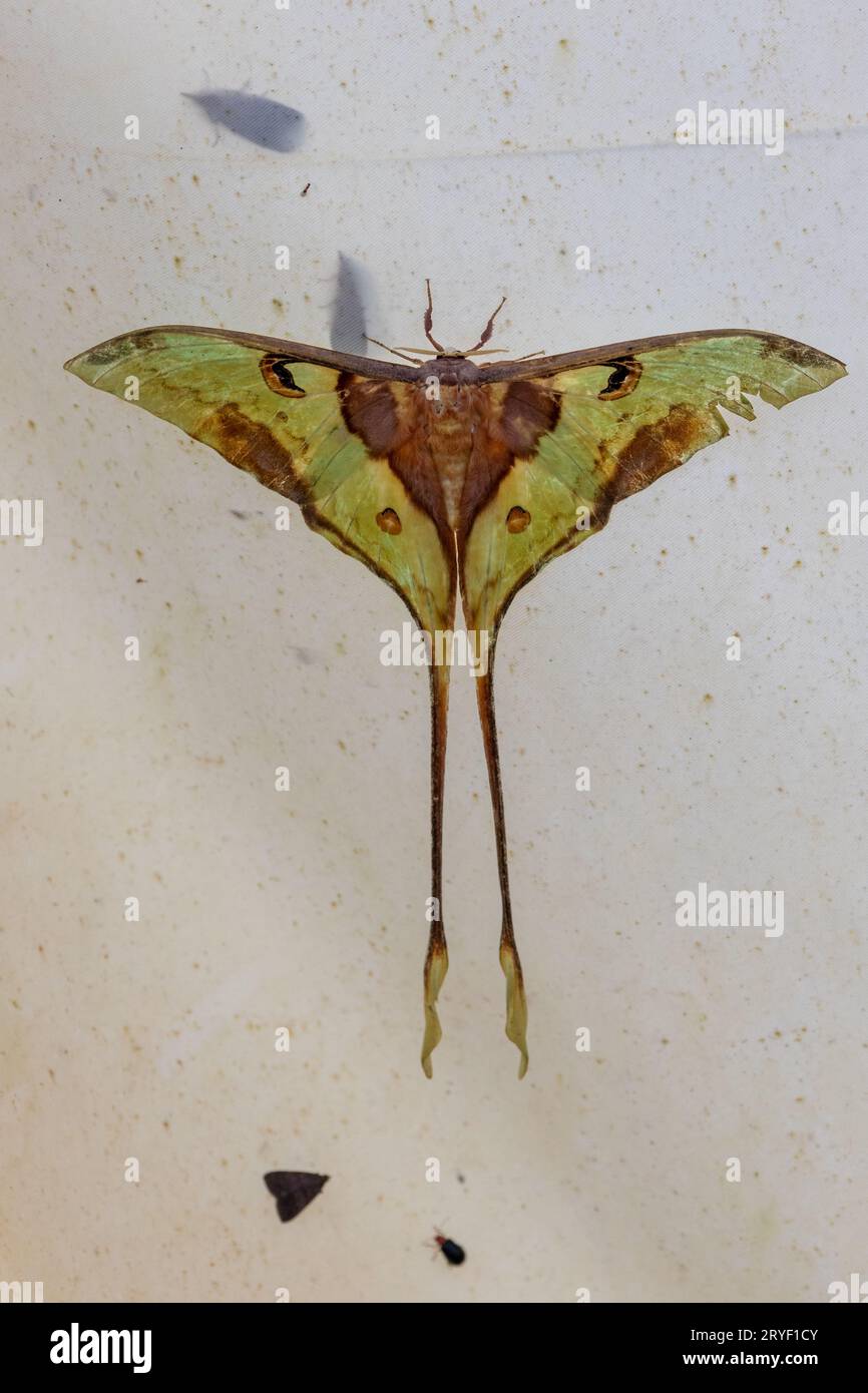 Macro image of Luna moth hanging on white cloth at Sabah, Borneo Stock Photo