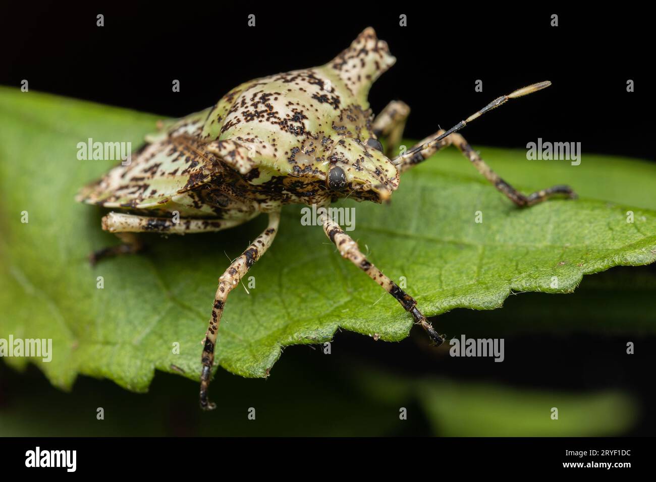 Nature wildlife of beautiful Jewel bug on green leaves Stock Photo