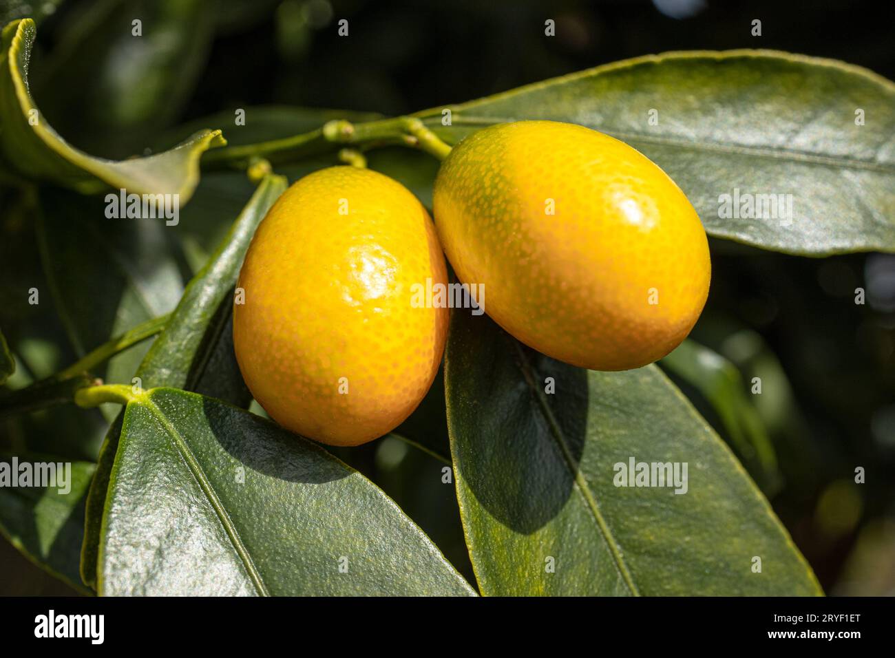 Kumquat fruit growing on tree. Citrus japonica Stock Photo