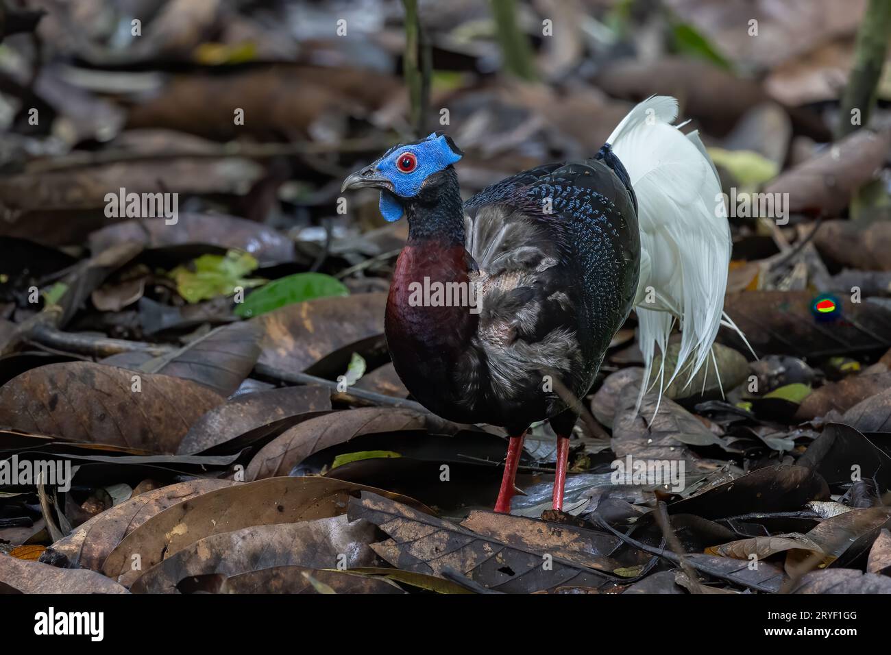 Nature wildlife of Bulwer's Pheasant rare endemic big bird of Sabah ...