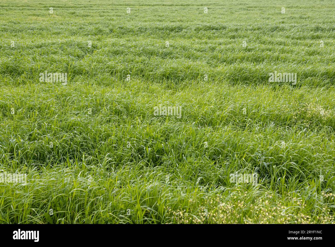 Green grass of a agricultural field on sunny day. Pastures for animal food background Stock Photo