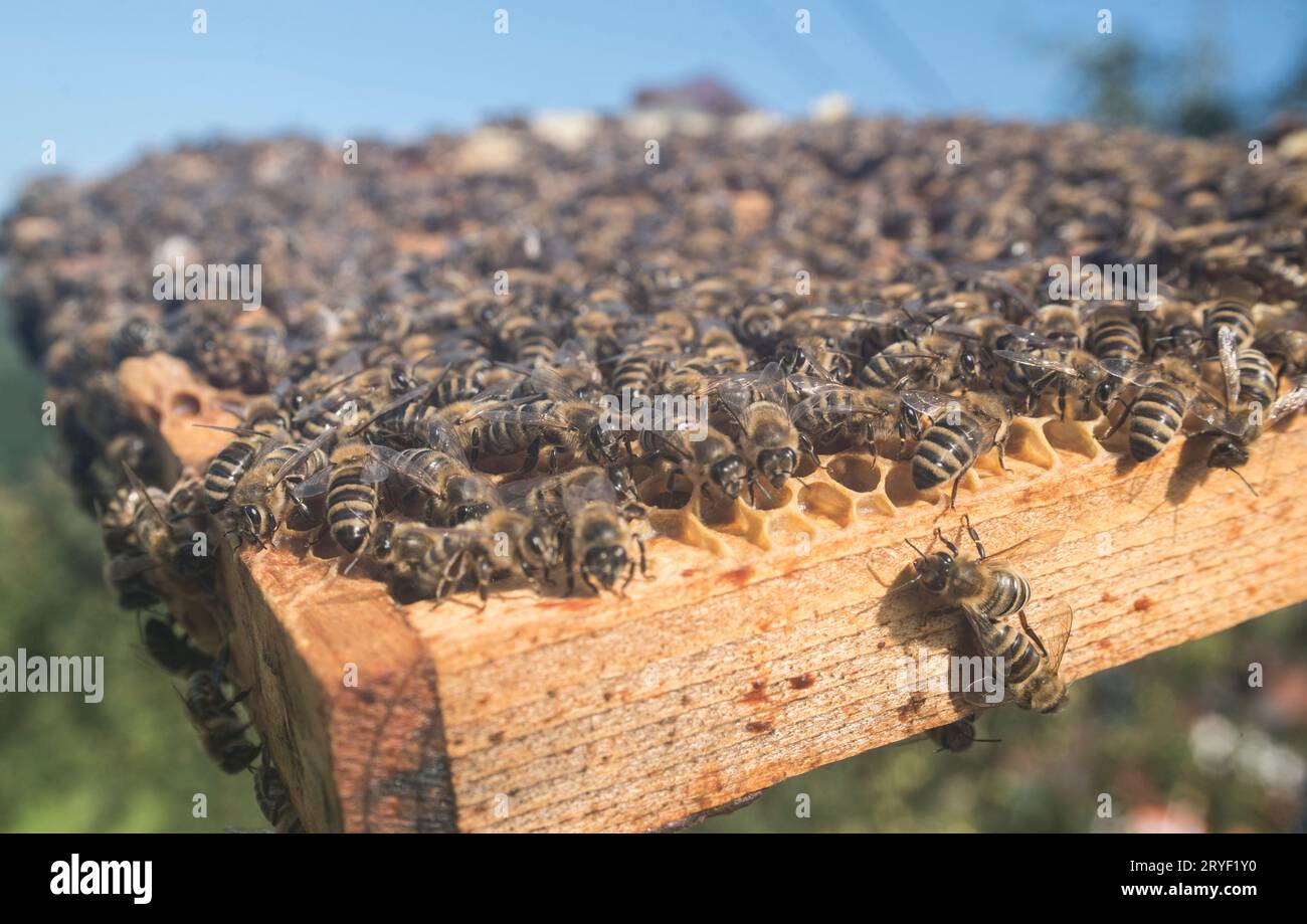 Western honey bees hi-res stock photography and images - Alamy