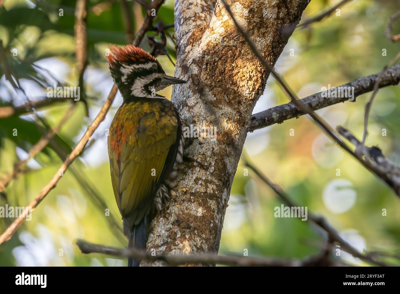 Nature wildlife of Common flameback woodpecker drilling bark tree finding food like insect in nature Stock Photo