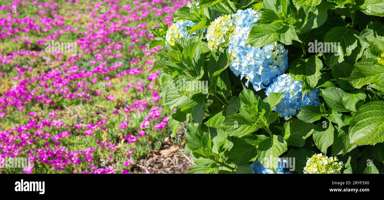 Blue Hydrangea and pink Lampranthus flowers at background. Colorful Gardening background Stock Photo