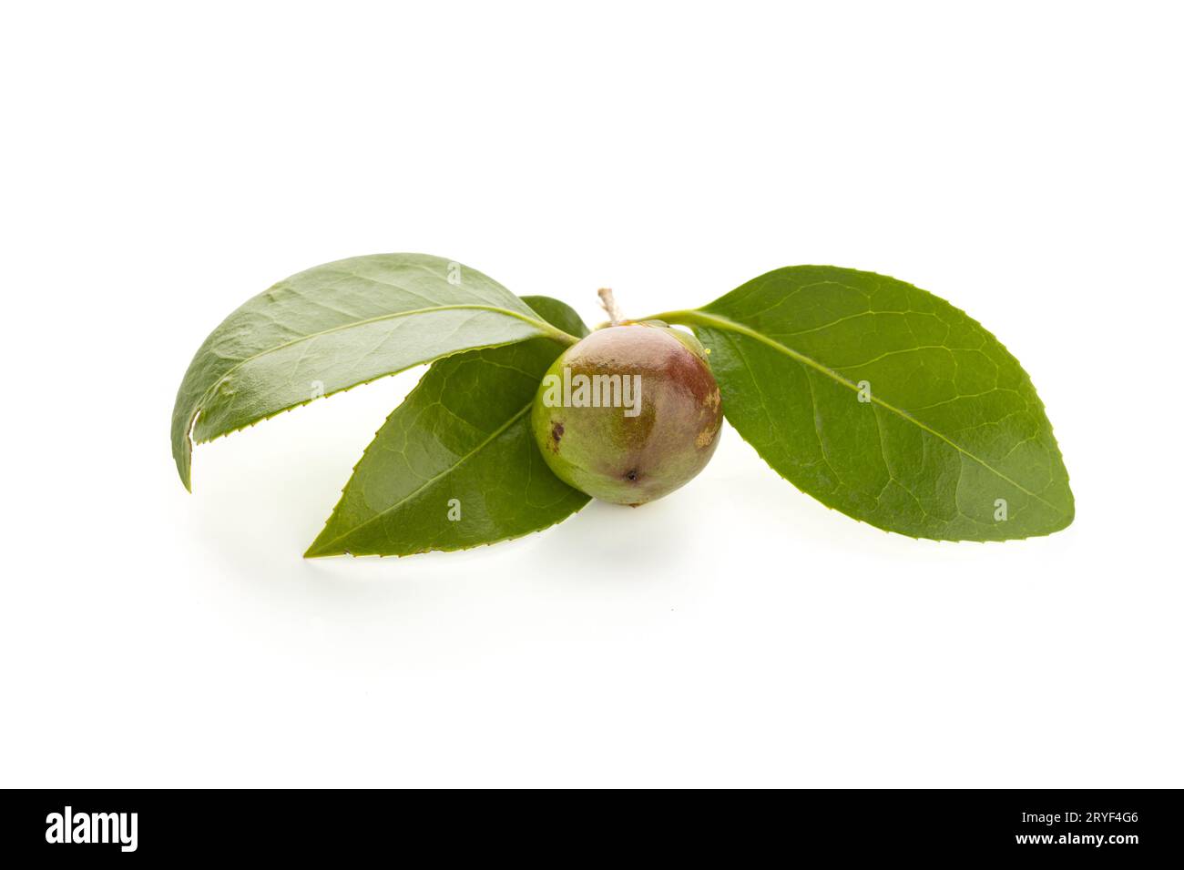Camellia seed and leaves isolated on white background Stock Photo Alamy