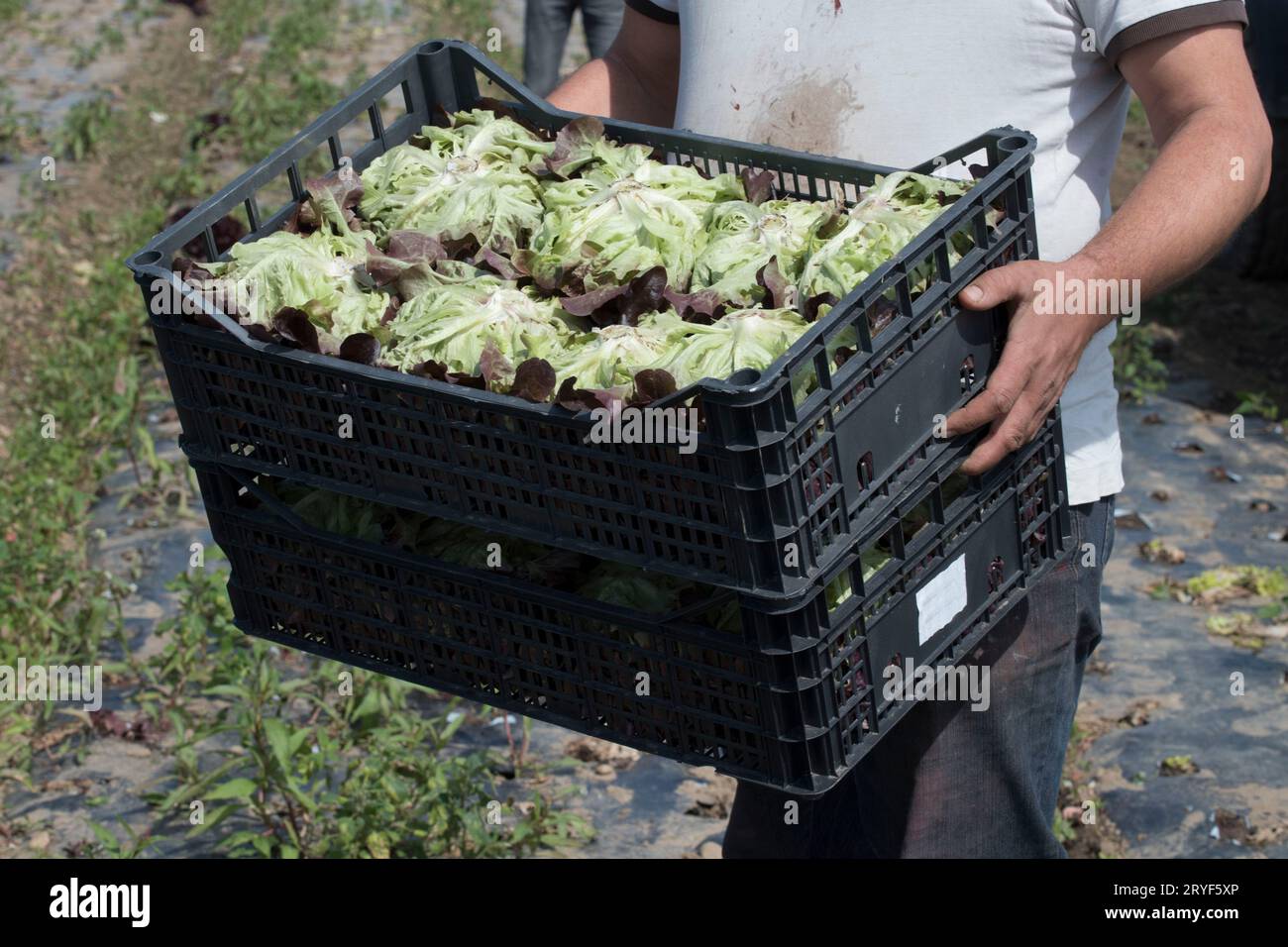 Transport logistics for lettuce and salad Stock Photo Alamy
