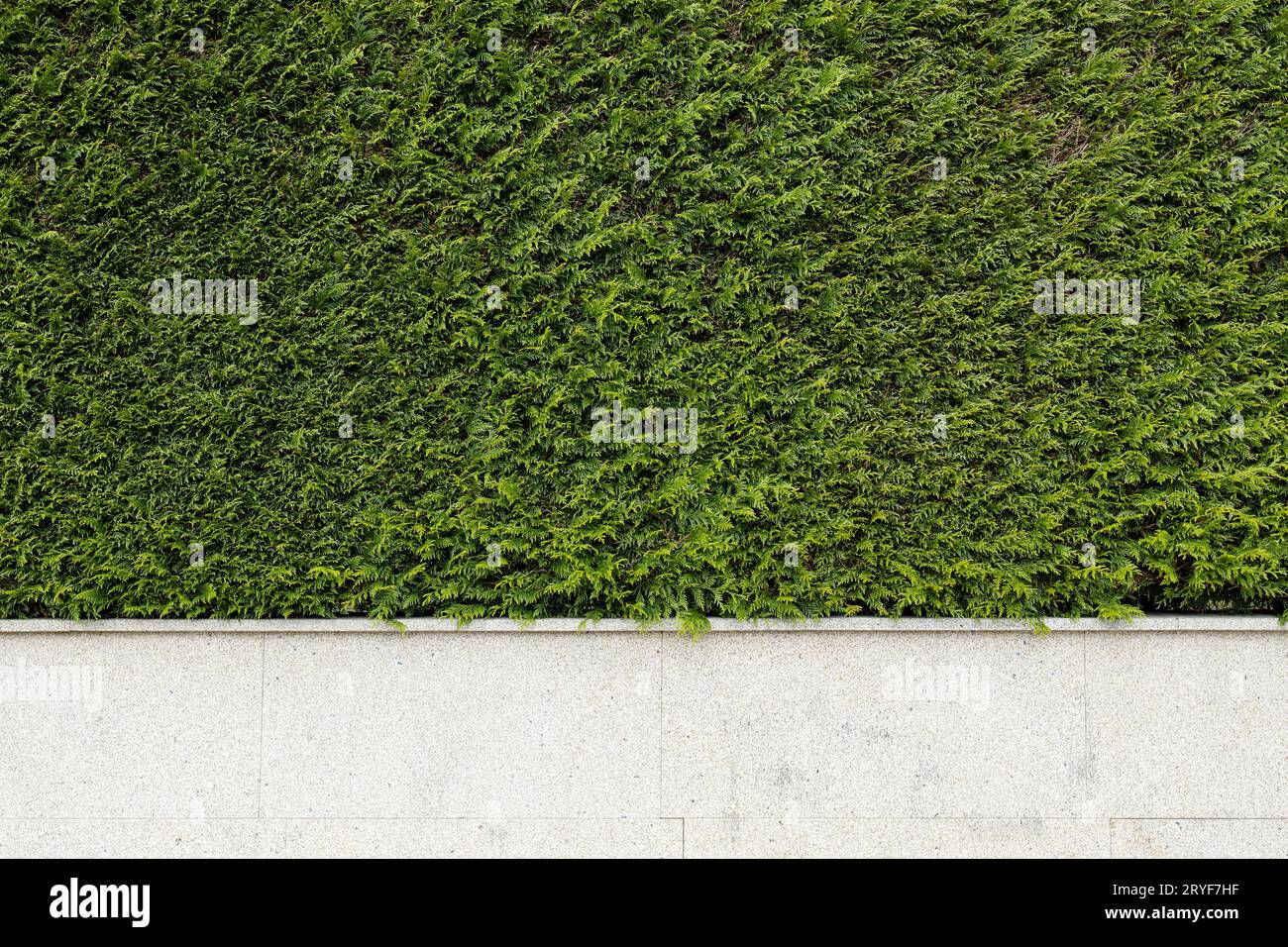Granite stone fence with green thuja plants. Abstract architecture background. Copy space Stock Photo