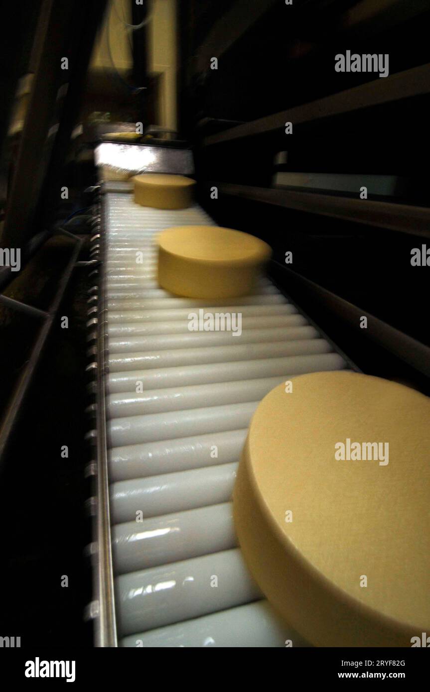 Cheese making in industrial food production Stock Photo Alamy