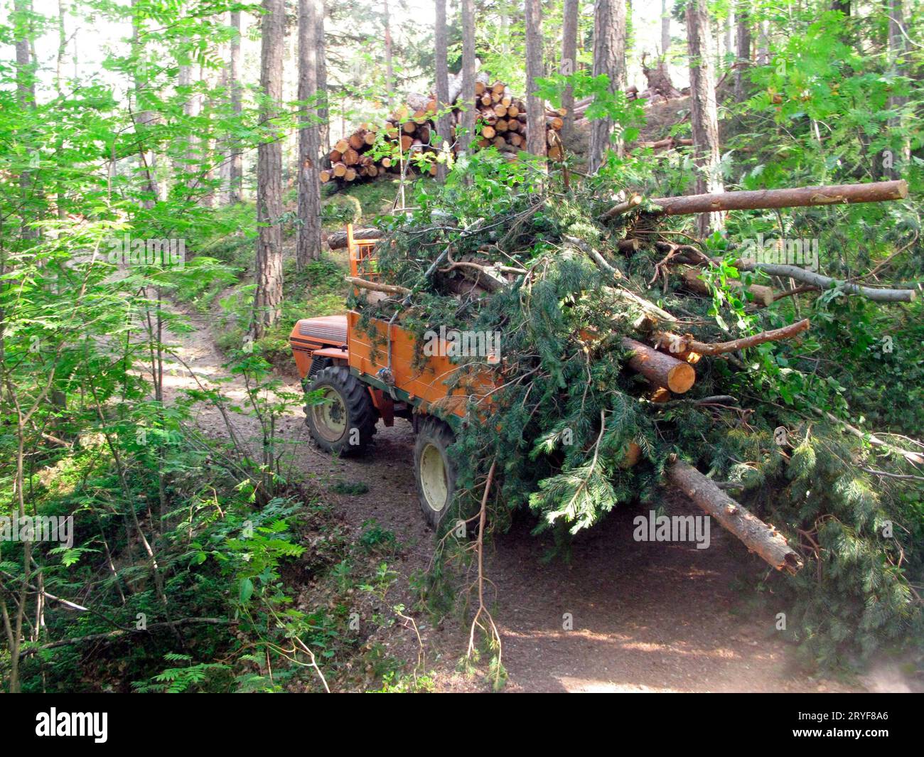 Wood transport and logistics in forestry Stock Photo