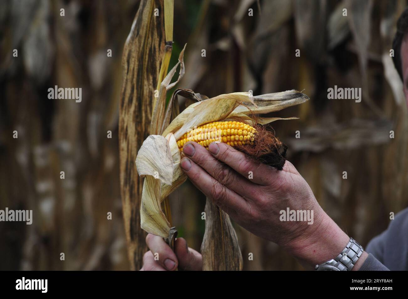 Drought in corn crops on the field Stock Photo - Alamy