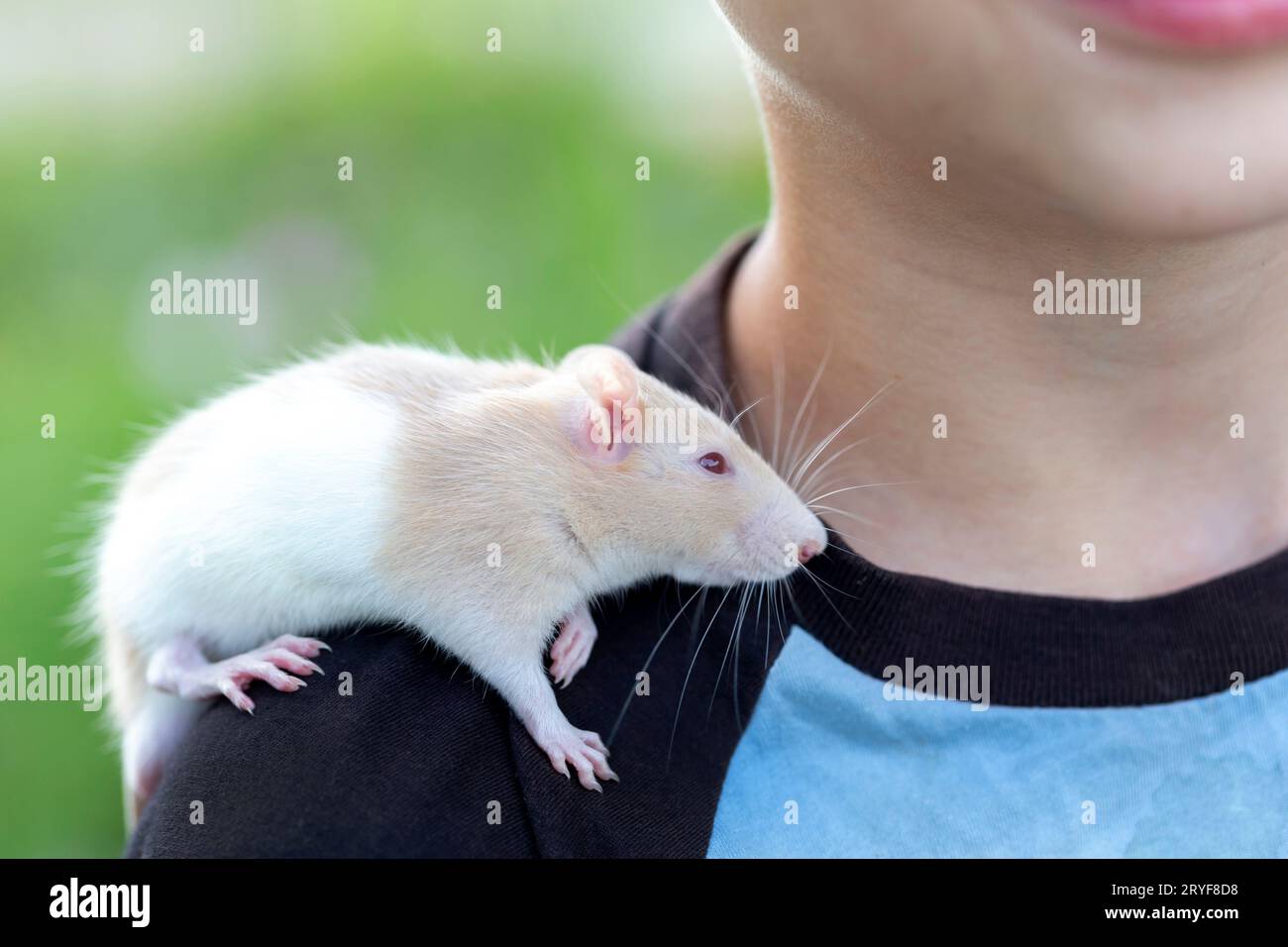 Boy holds cute domestic rat on top of his shoulder Stock Photo
