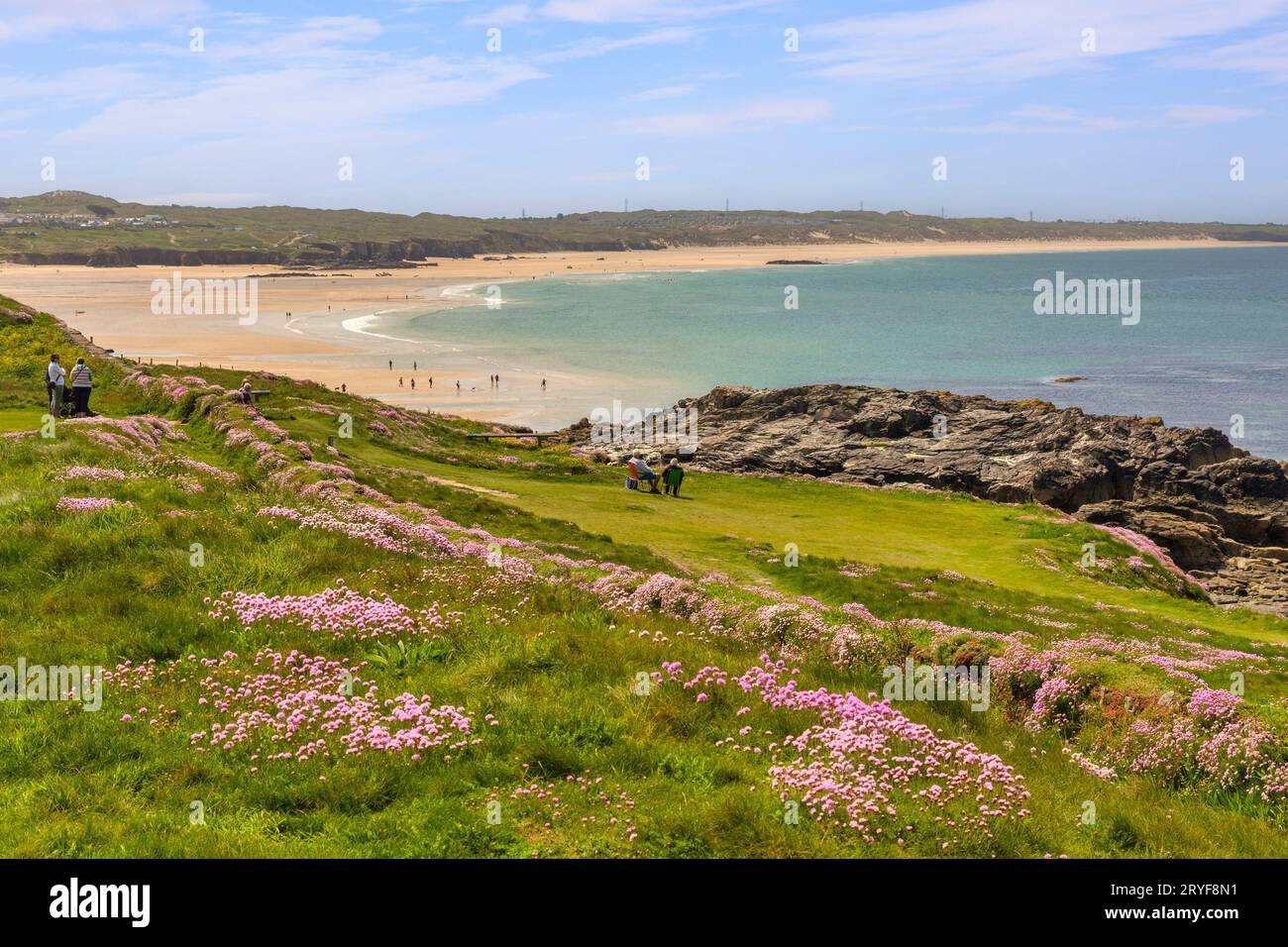 18 May 2023: Godrevy Head, Cornwall, UK - Godrevy Head and Godrevy Beach on a sunny spring day, people relaxing amongst the abundance of sea thrift in Stock Photo