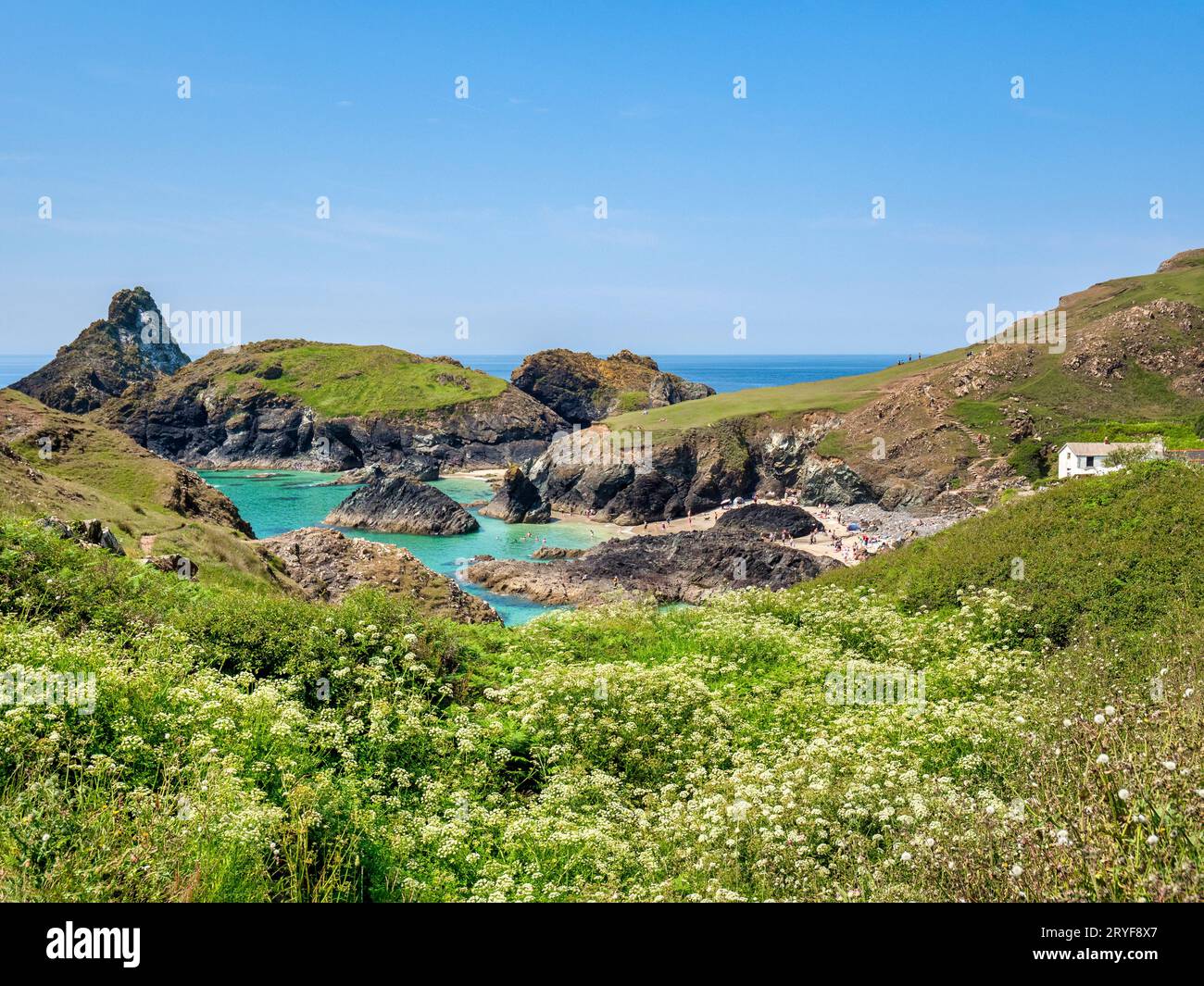 Kynance Cove, Cornwall, UK, said to be one of the most beautiful in the world, with people on the beach and a foreground of wildflowers. Stock Photo