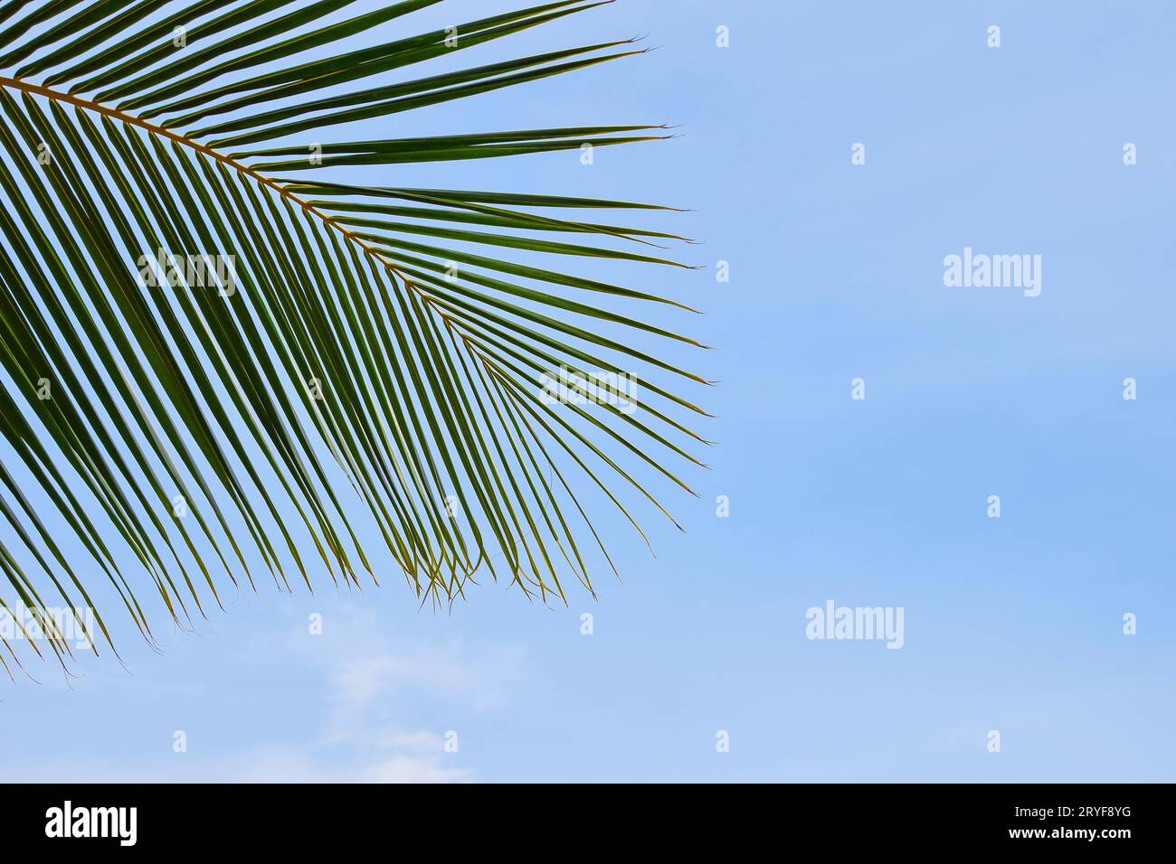 Close up palm tree leaves over clear blue sky Stock Photo - Alamy