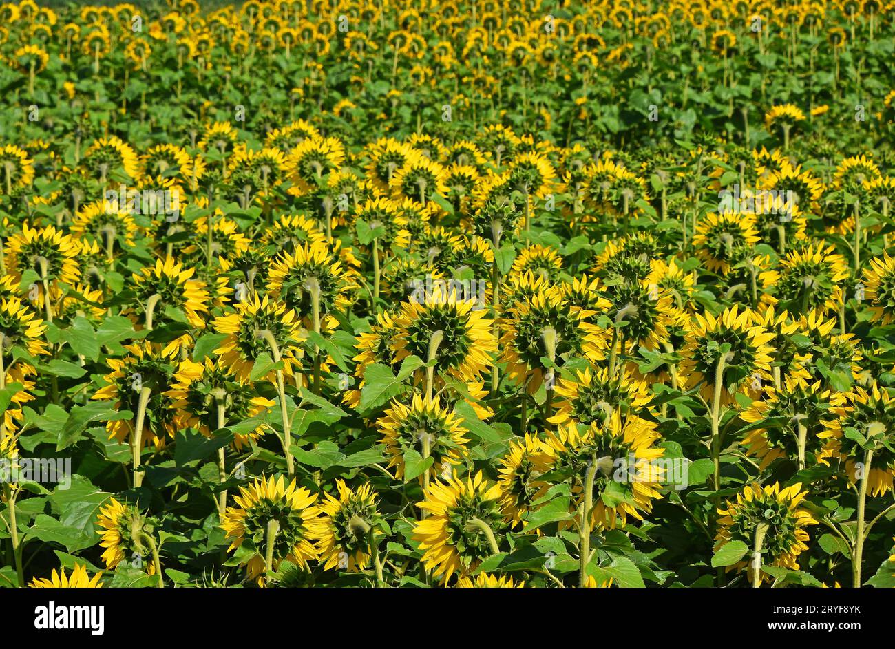 Field of yellow sunflowers under blue sky Stock Photo - Alamy