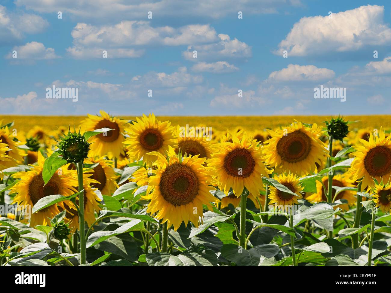 Sunflower field under blue sky hi-res stock photography and images - Alamy