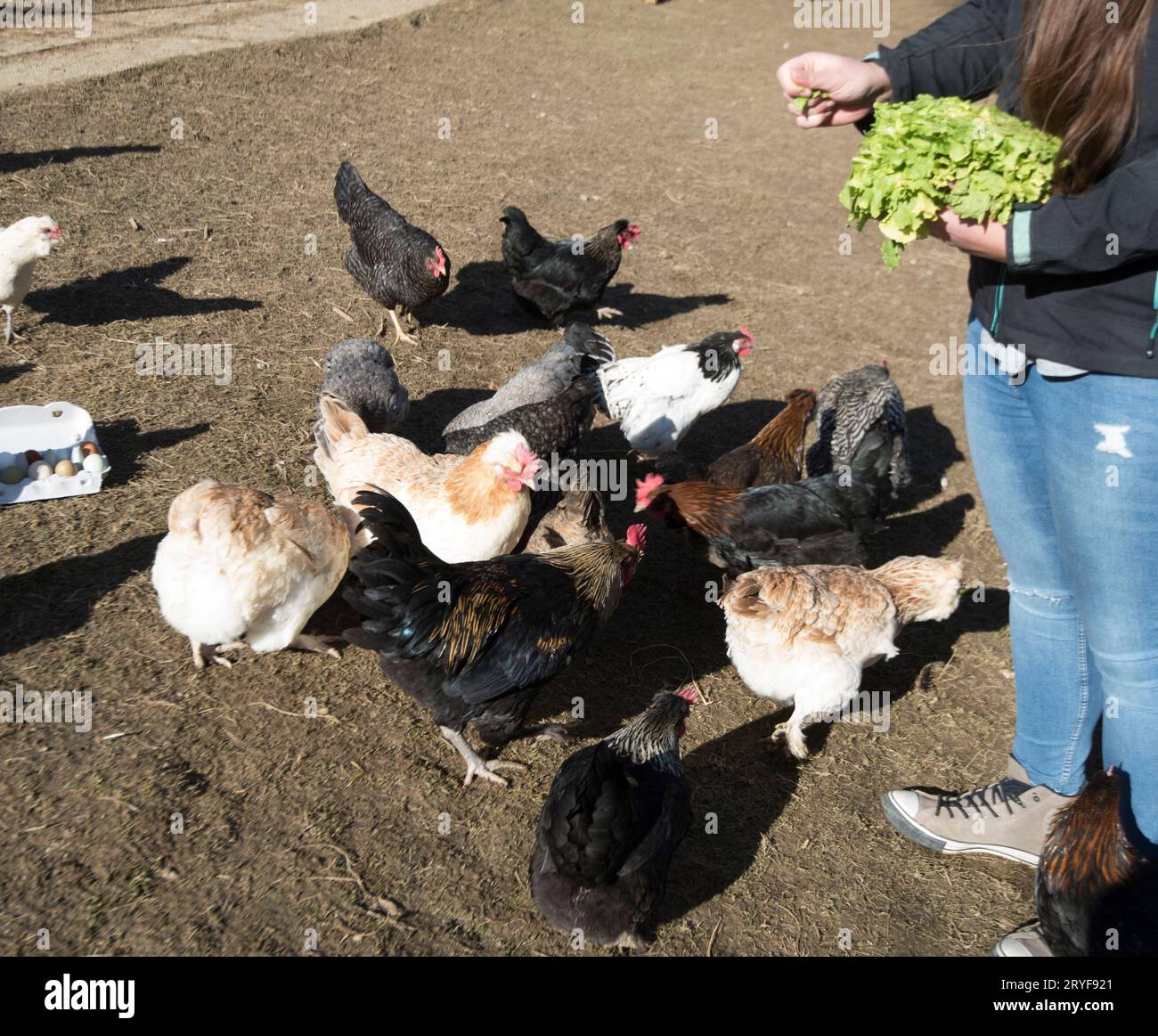 Free range chicken and farmer hi-res stock photography and images - Alamy