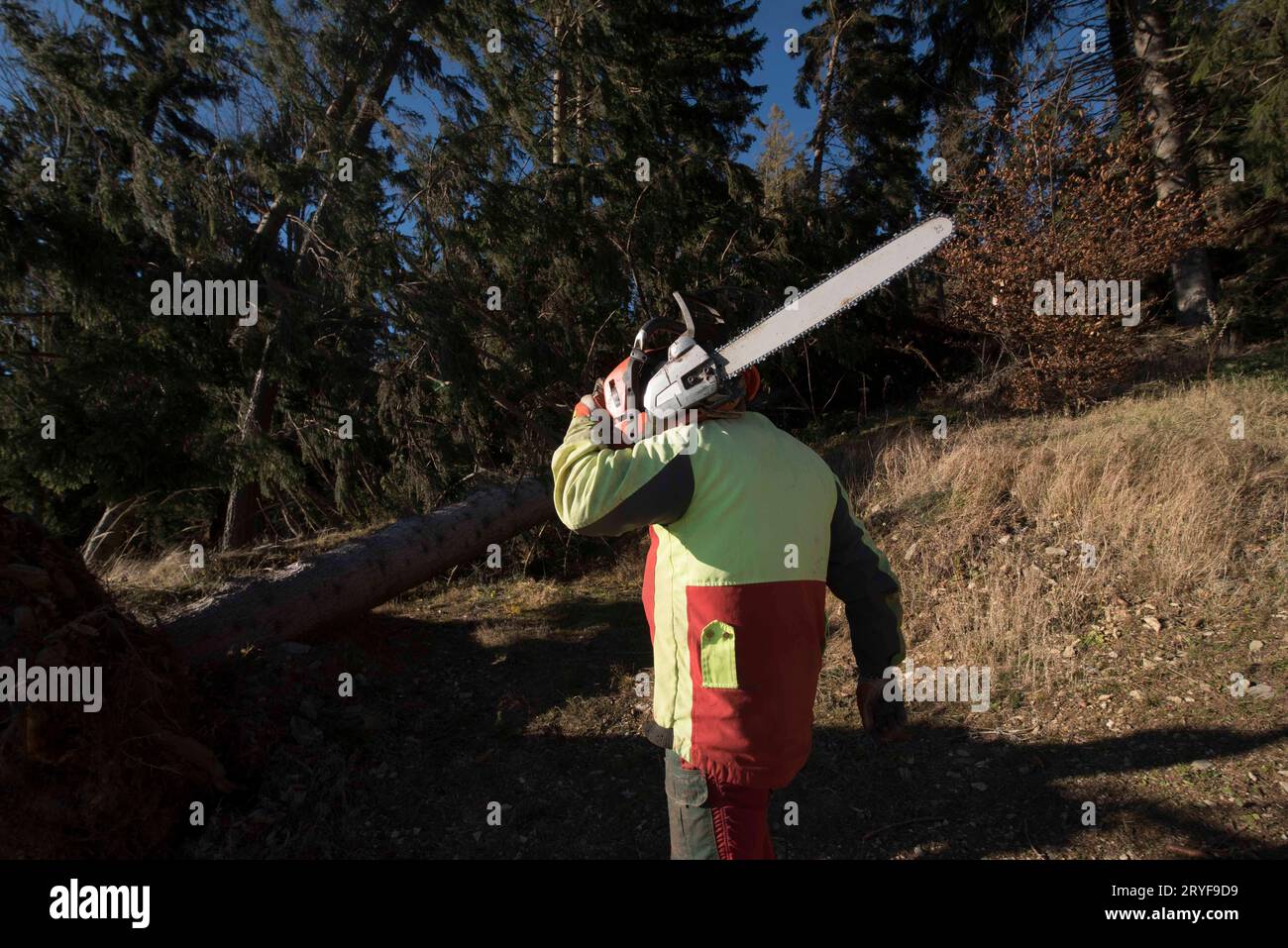 Lumberjack with chainsaw working in the forest Stock Photo