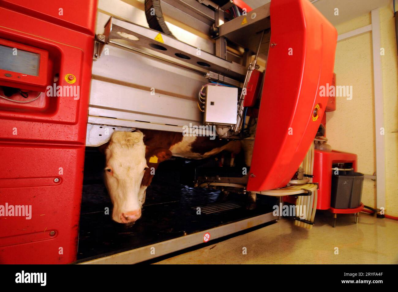 Milking robot on a dairy farm Stock Photo