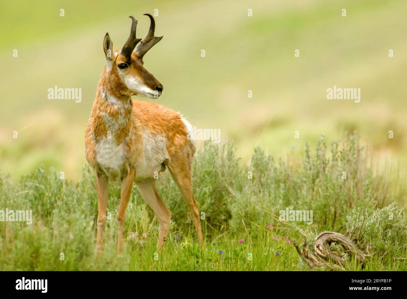 Yellowstone National Park, Wyoming, USA.  Male shaggy Pronghorn or American Antelope (Antilocapra americana) standing. Stock Photo