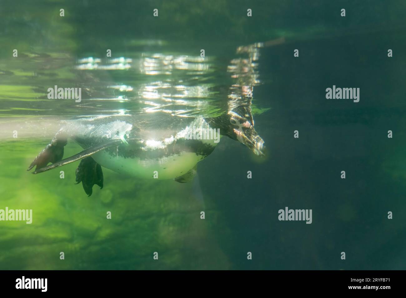 Woodland Park Zoo, Seattle, Washington, USA. Humboldt Penguin swimming