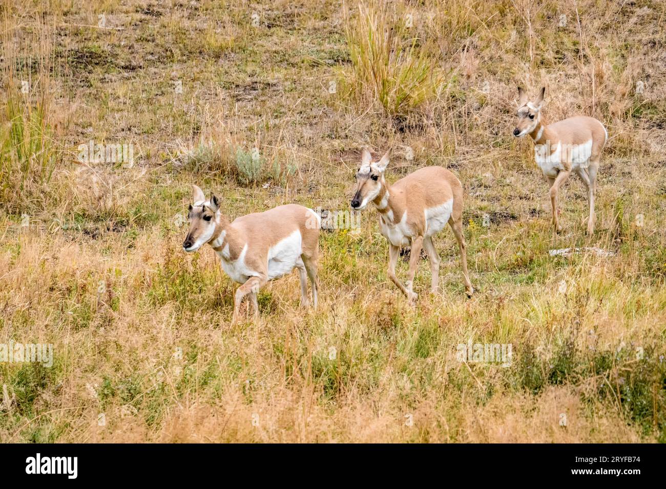 Three young male Pronghorn walking in Yellowstone National Park, Wyoming, USA Stock Photo