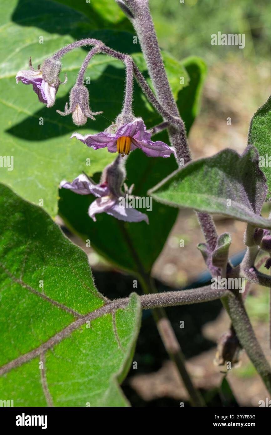 Issaquah, Washington, USA.  Little Fingers Eggplant in blossom. Stock Photo