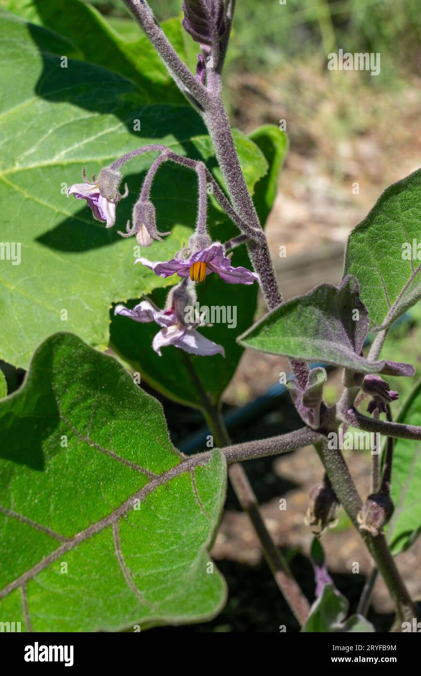 Issaquah, Washington, USA.  Little Fingers Eggplant in blossom. Stock Photo