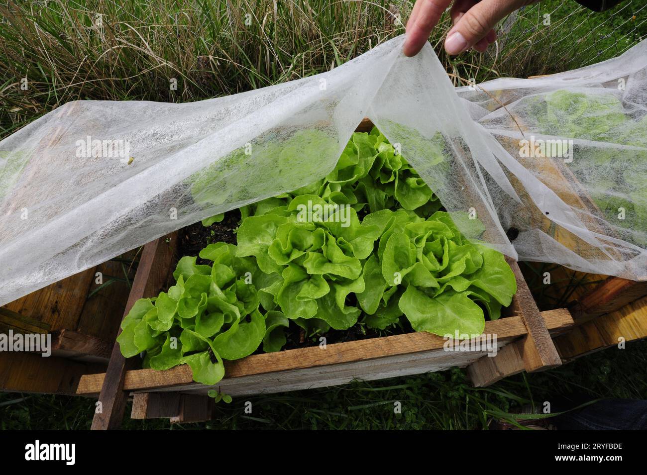 Plastic greenhouse or foil greenhouse in agriculture Stock Photo